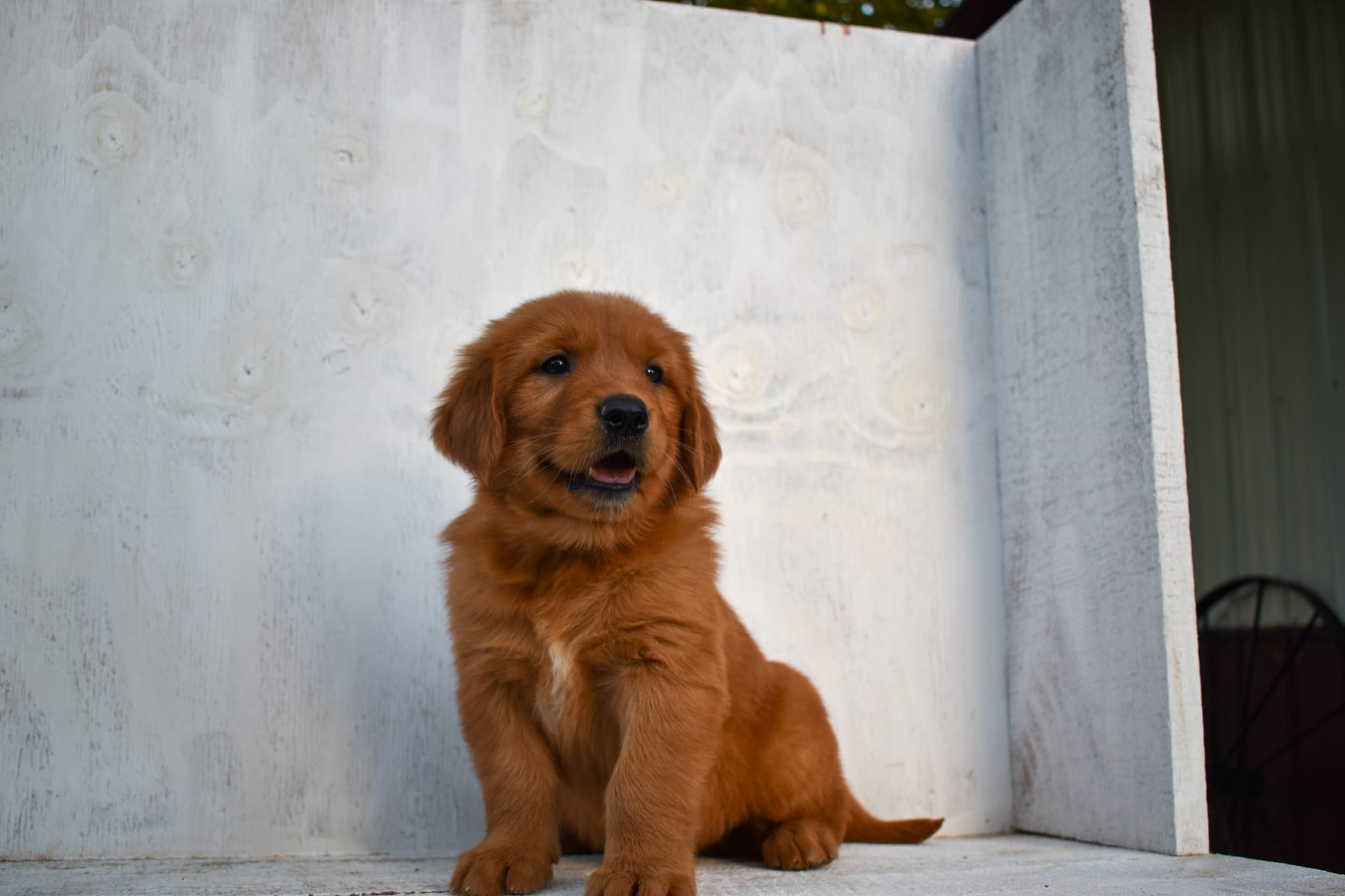 puppy