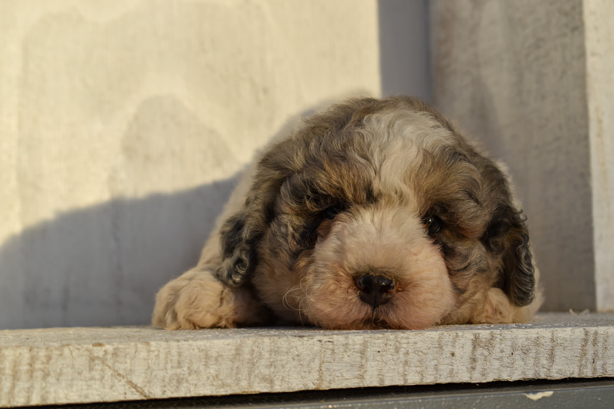puppy