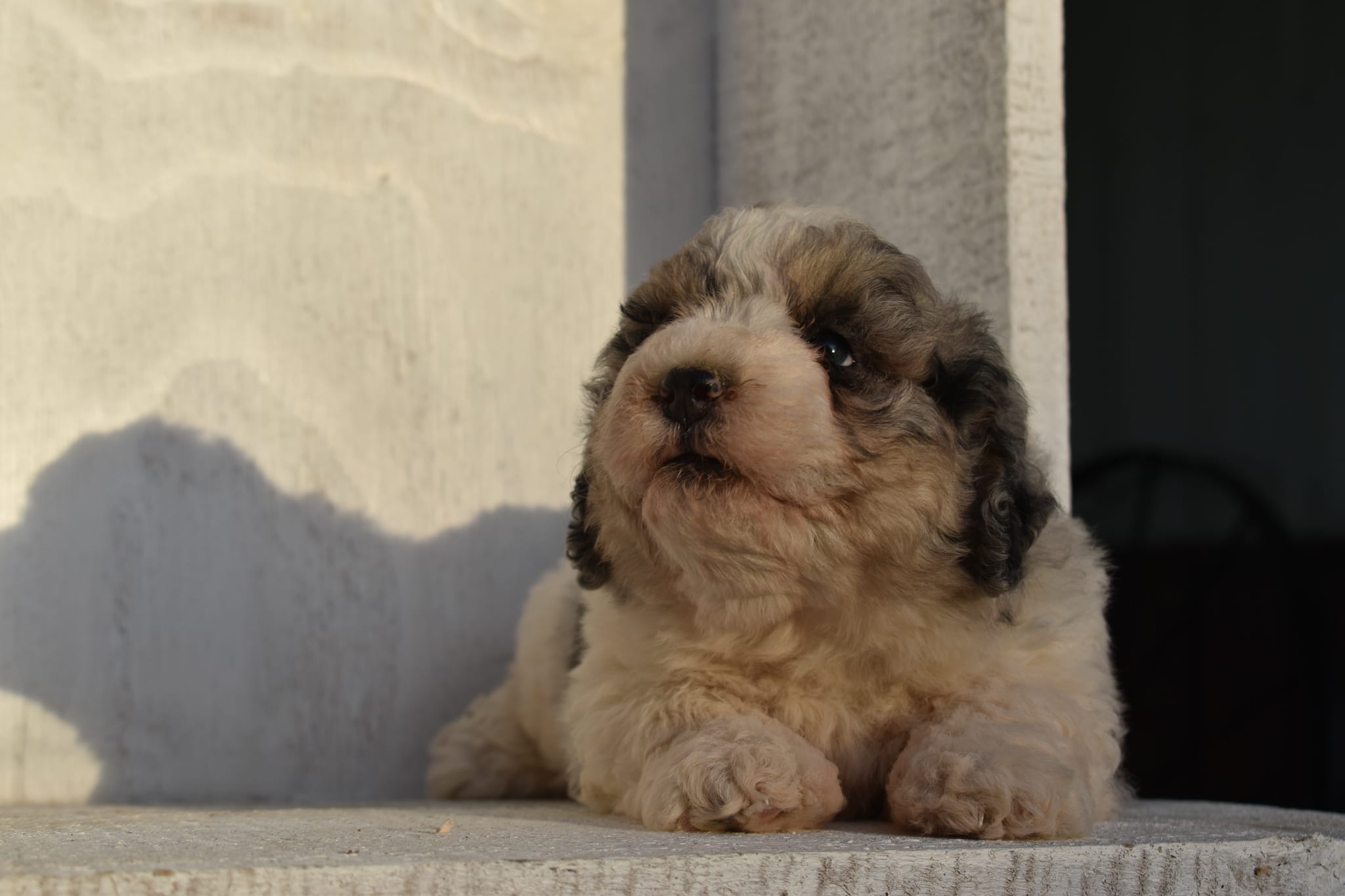 puppy