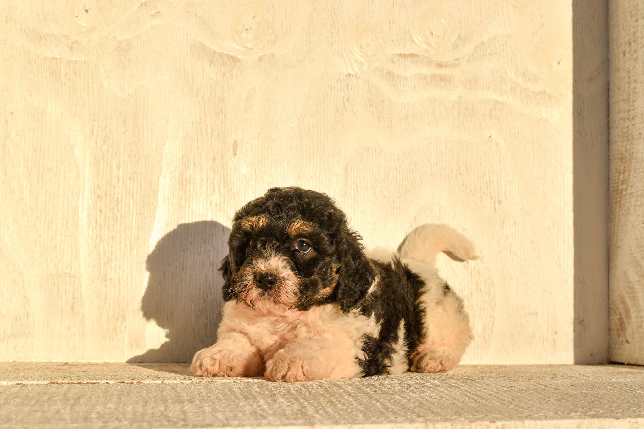 puppy