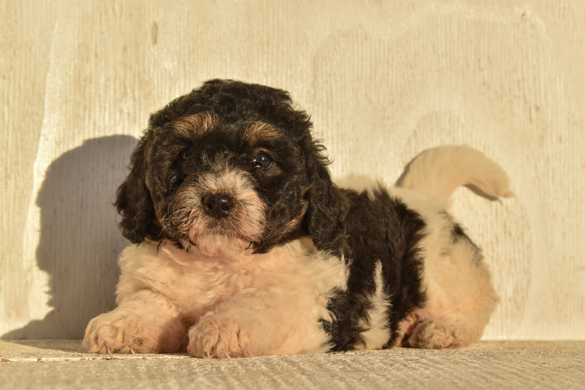 puppy