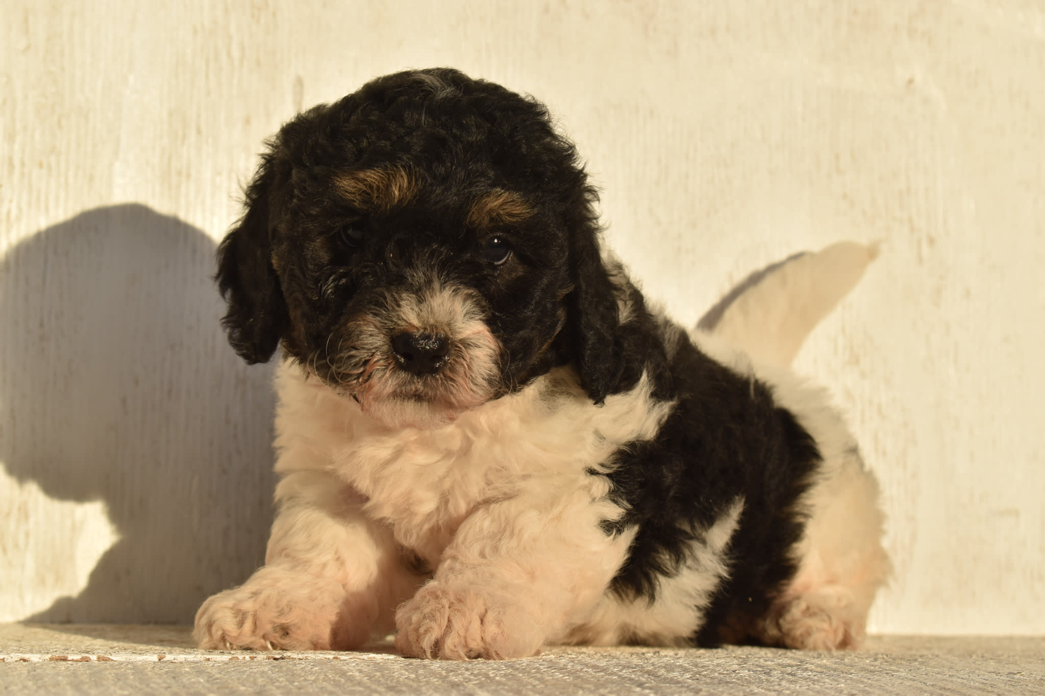 puppy
