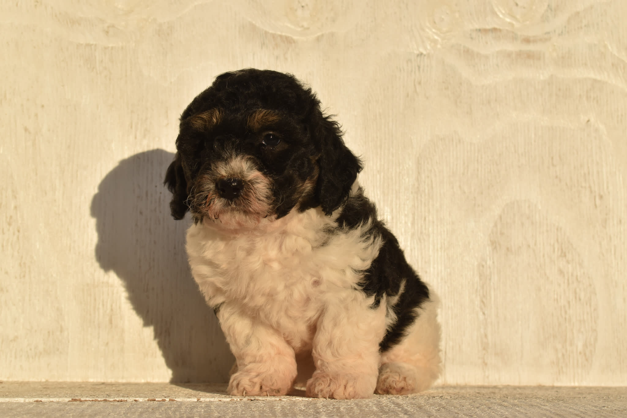 puppy