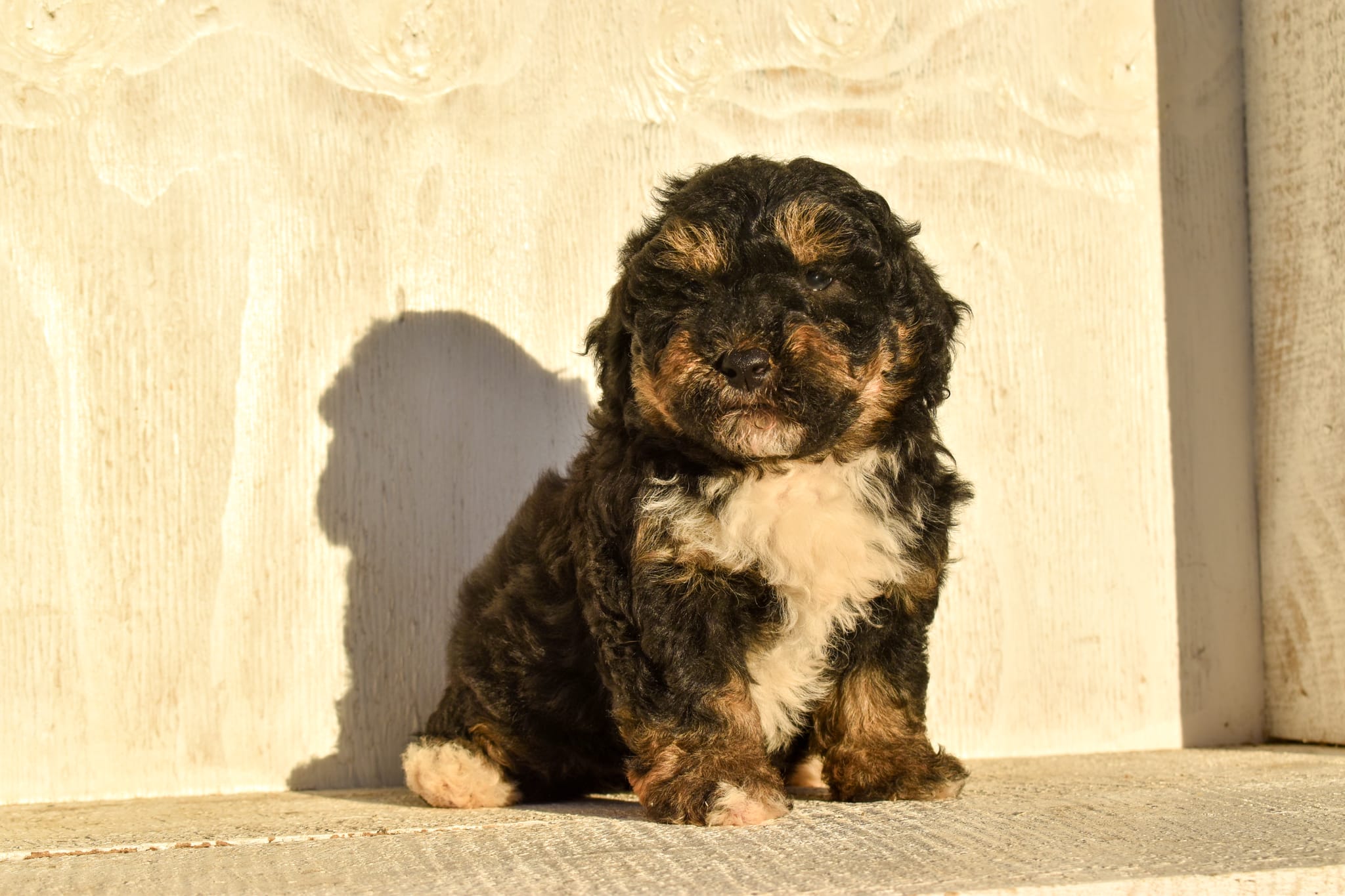 puppy