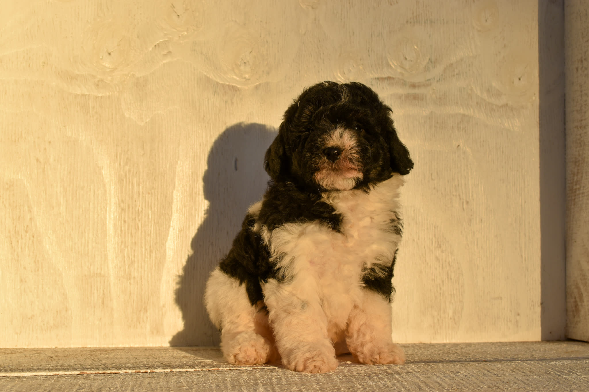 puppy