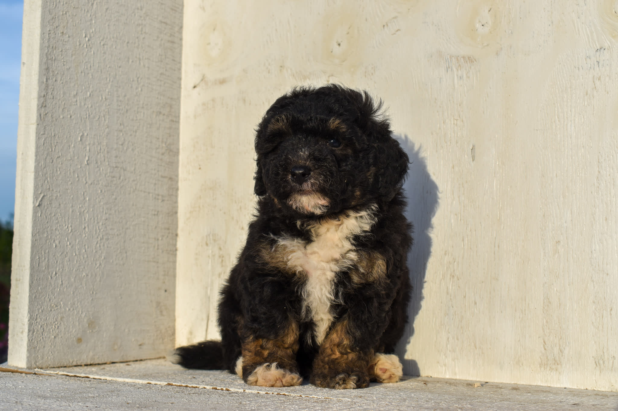puppy