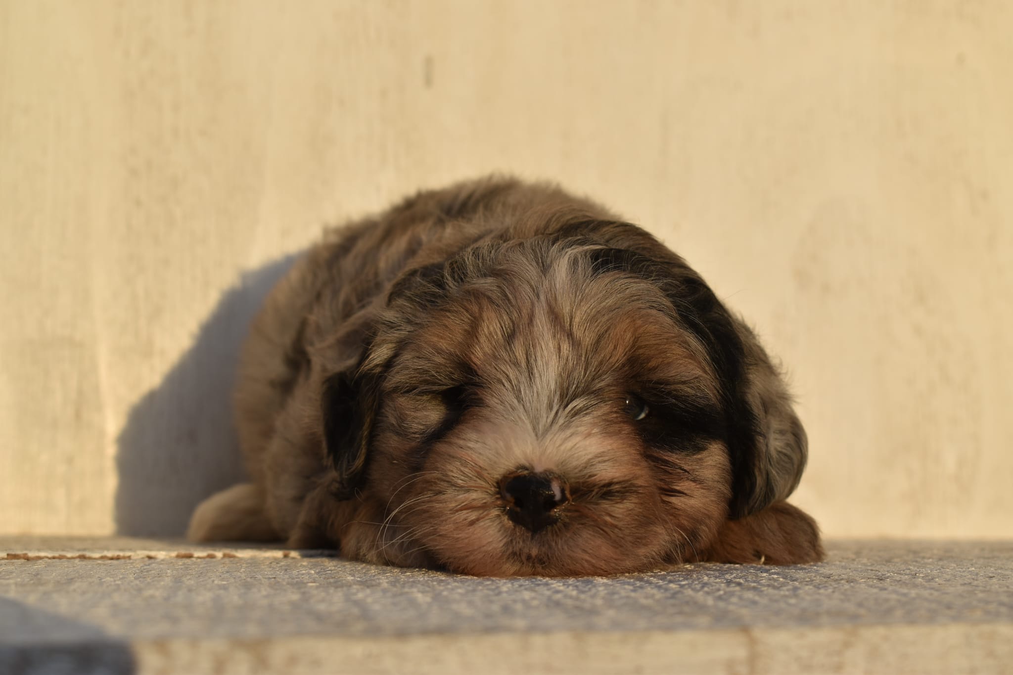 puppy