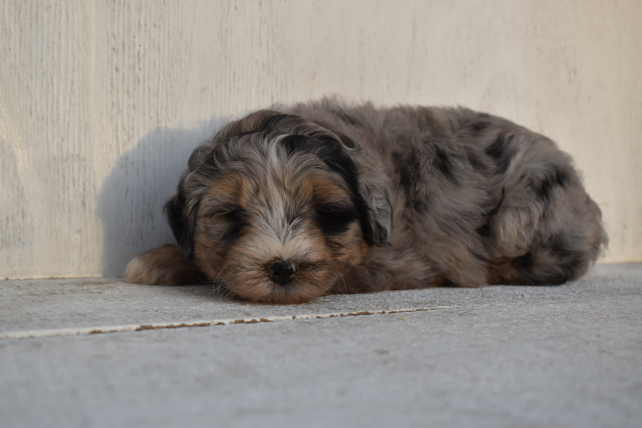 puppy