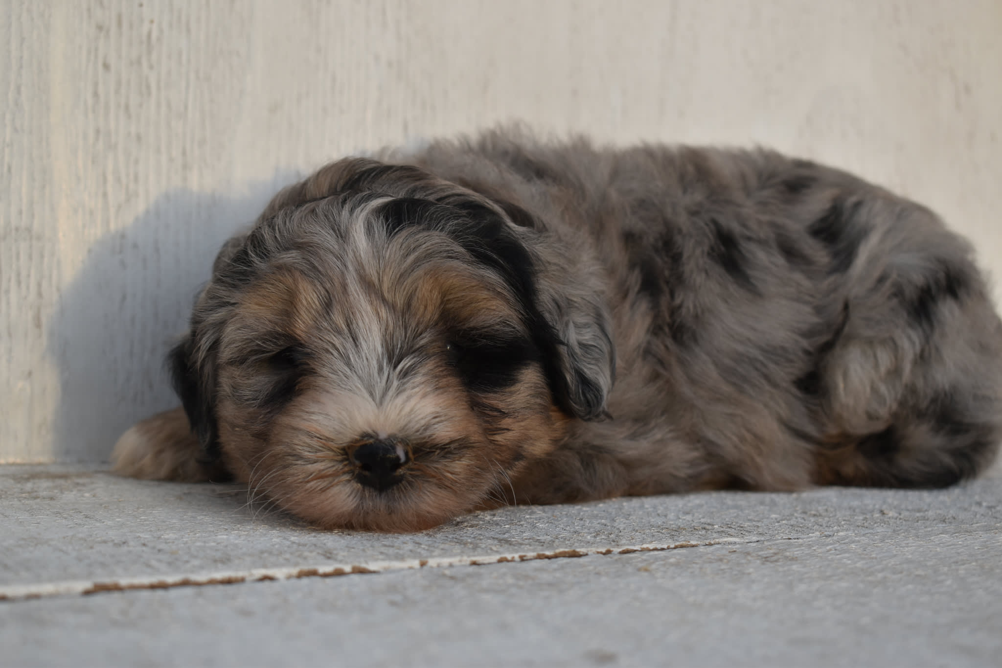 puppy