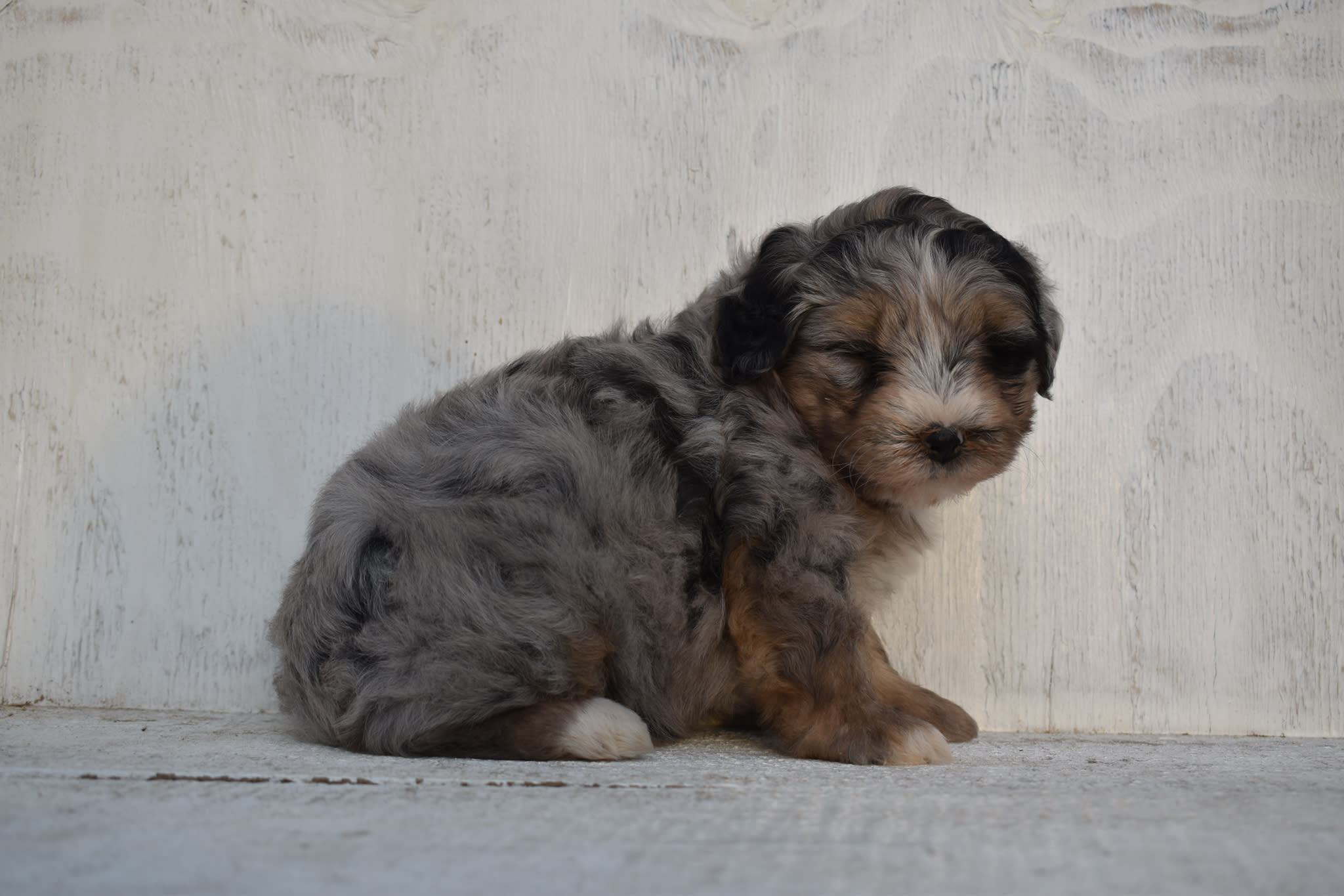 puppy