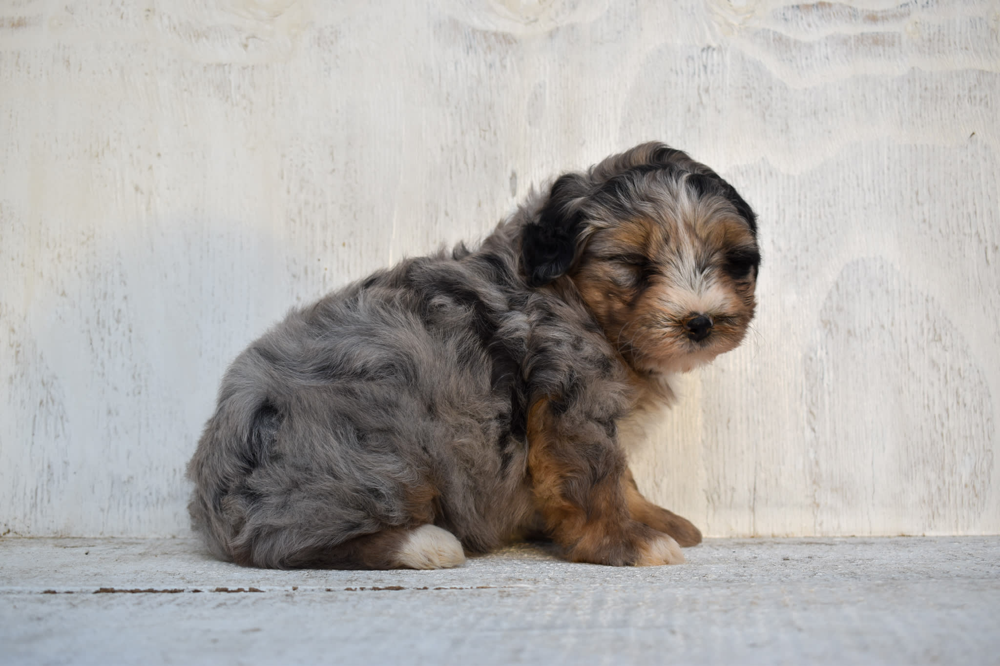 puppy