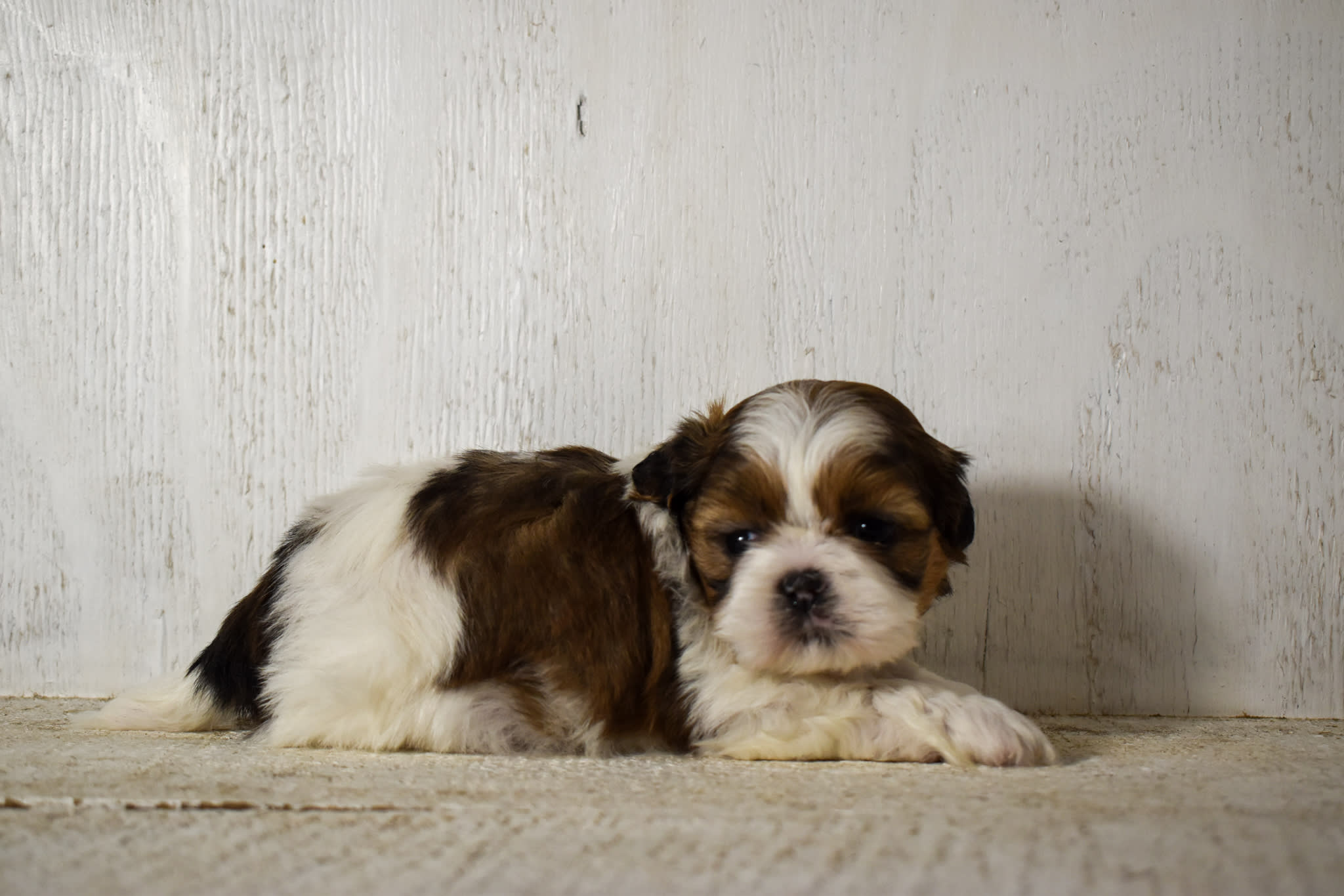 puppy