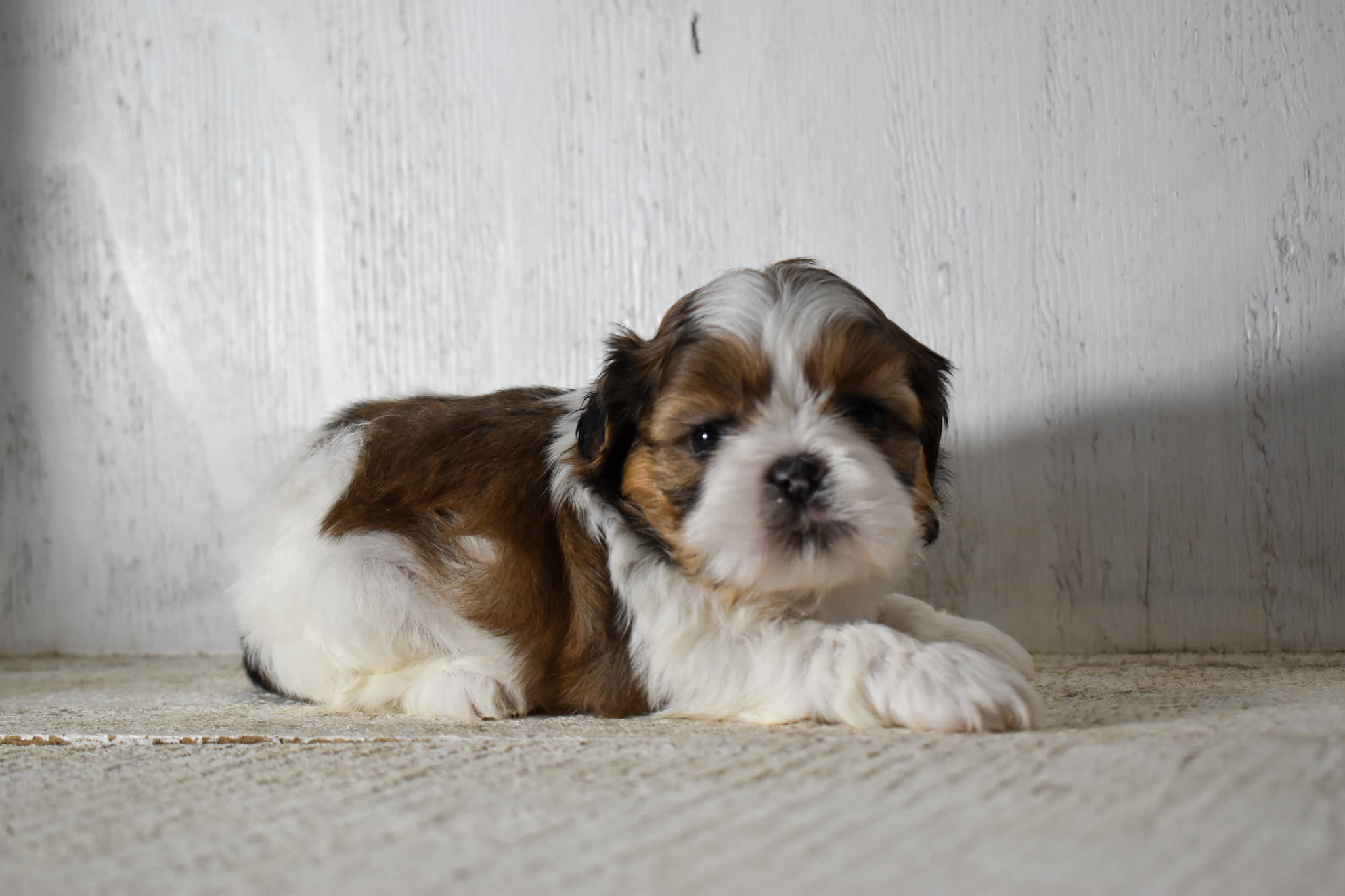 puppy
