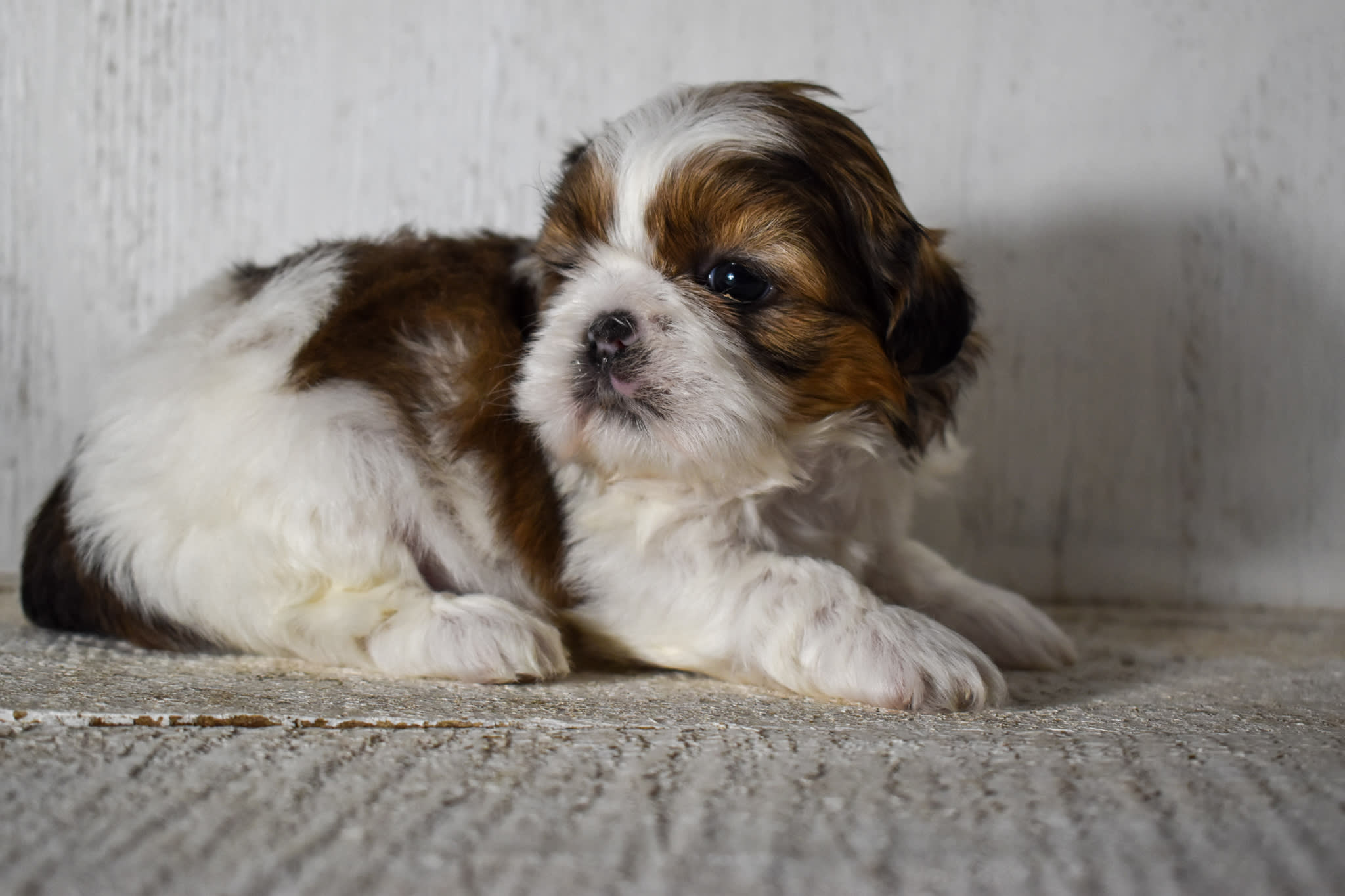 puppy