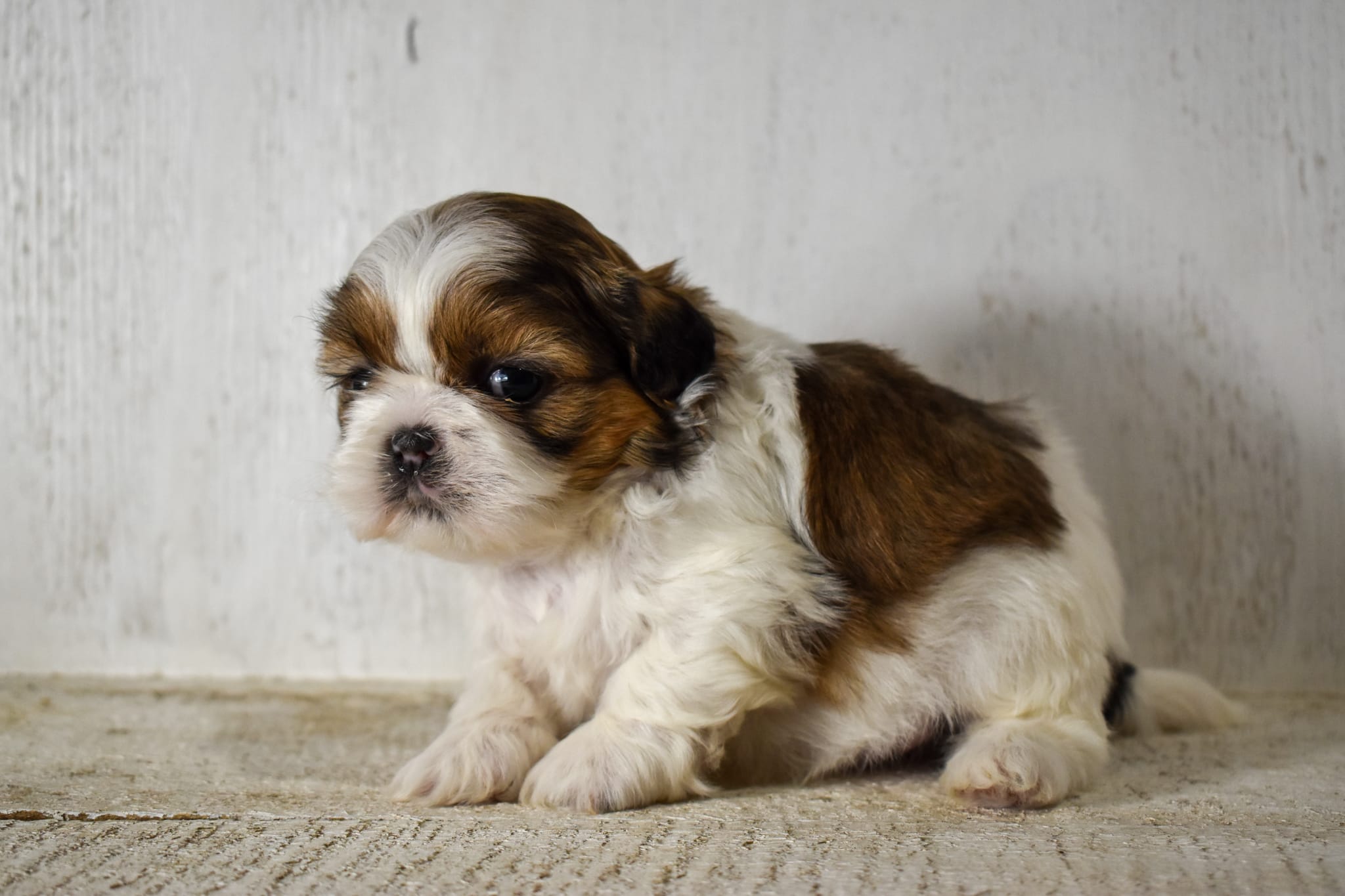 puppy