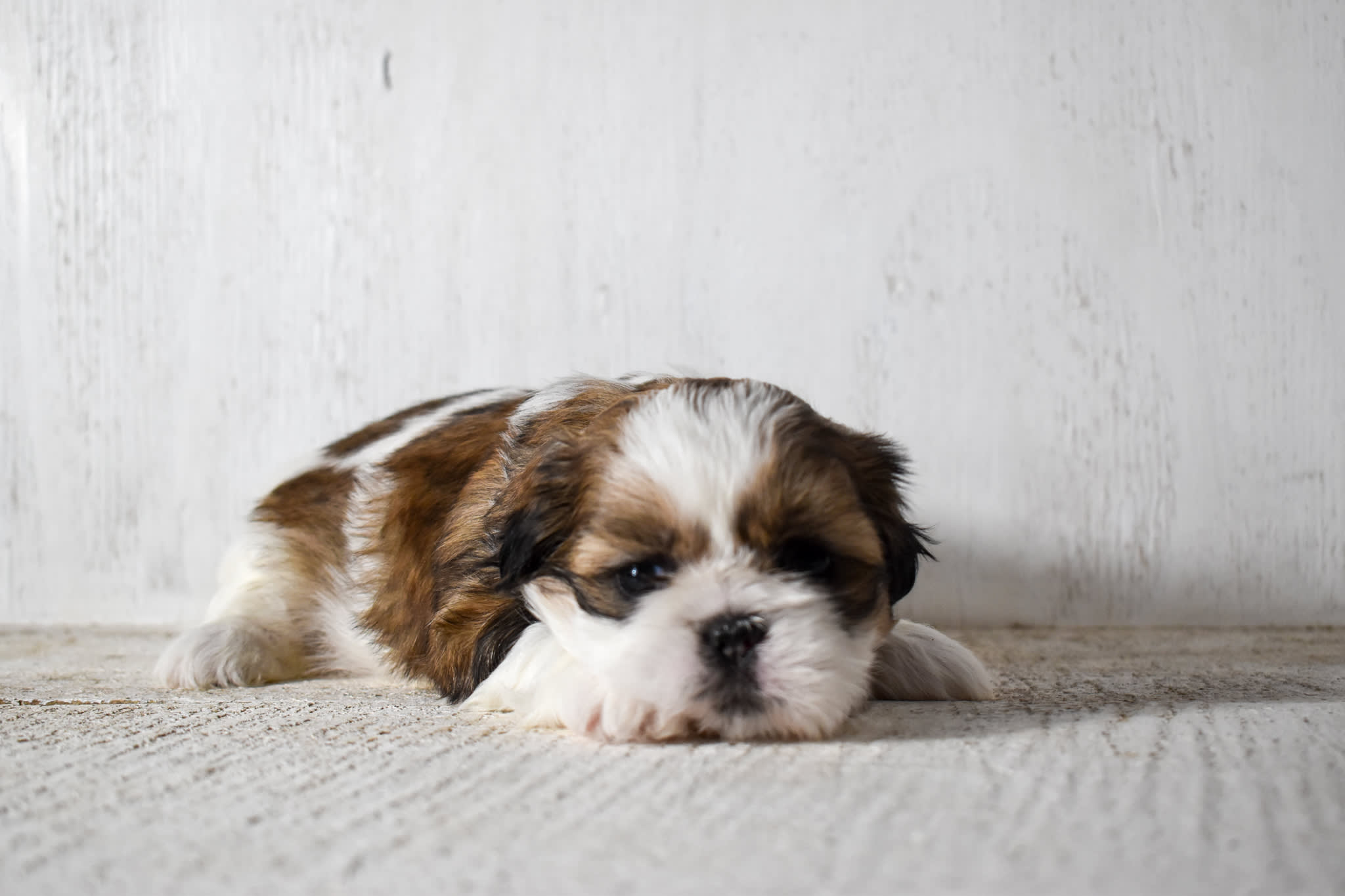 puppy