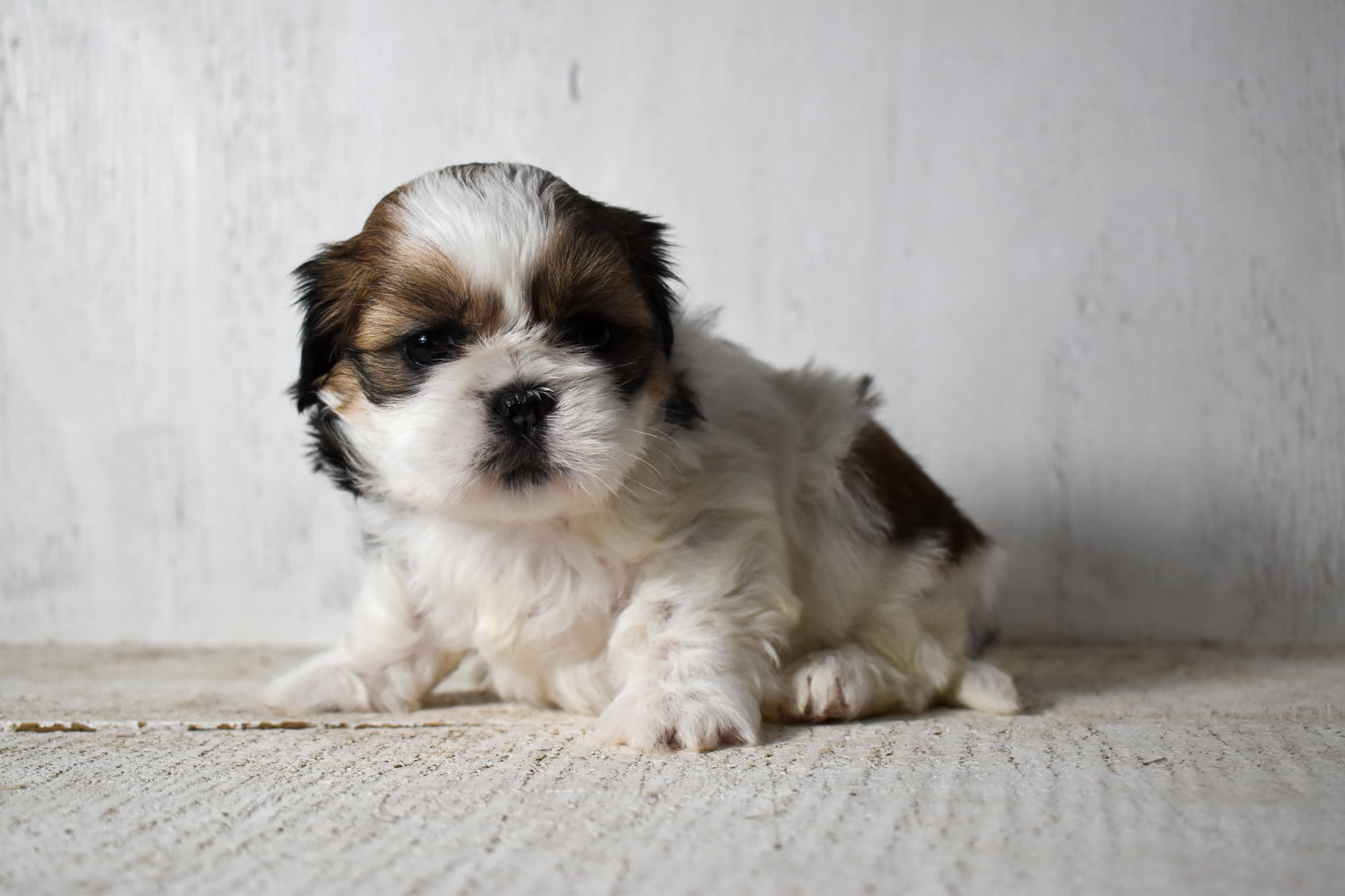 puppy