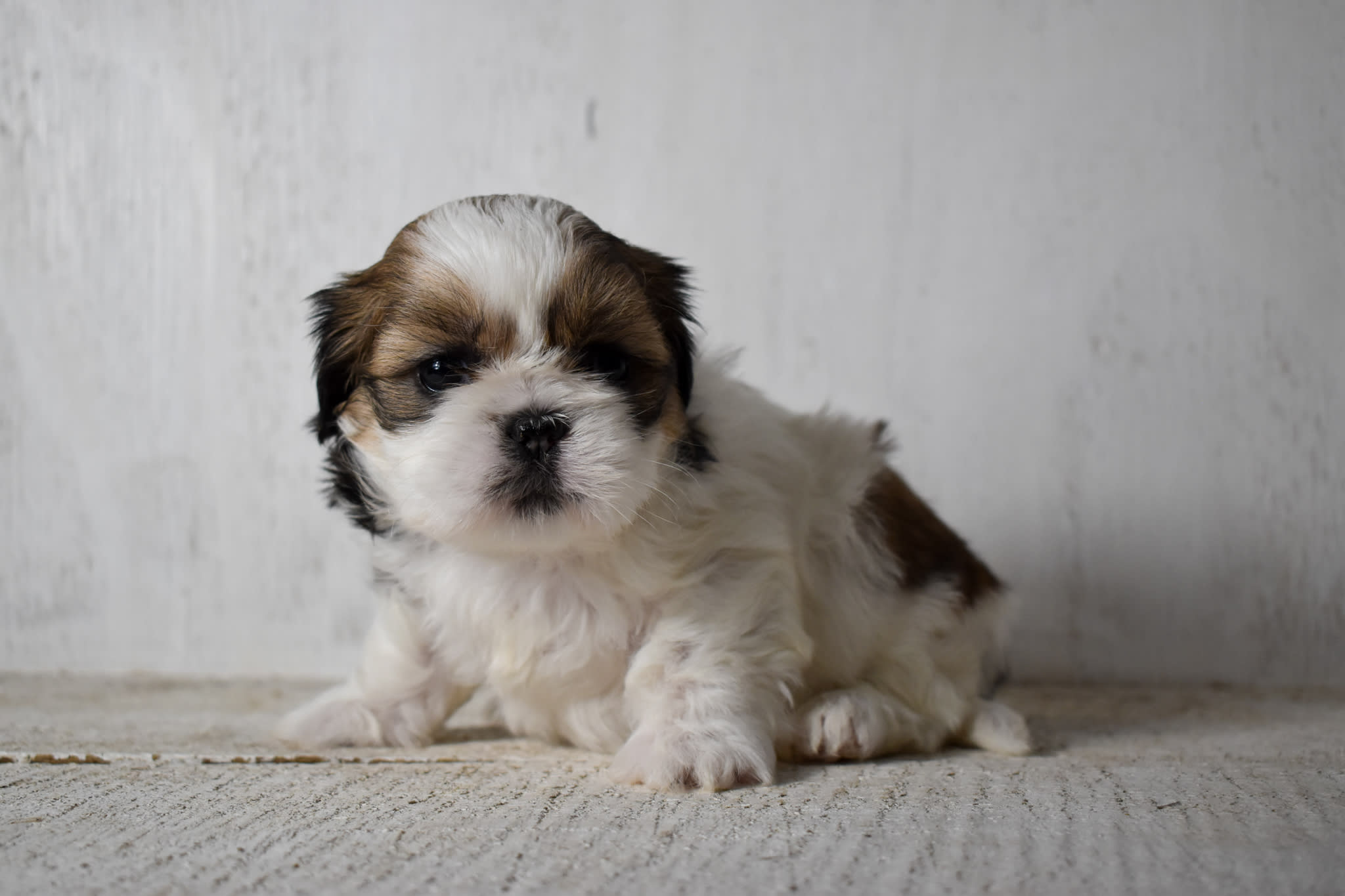puppy