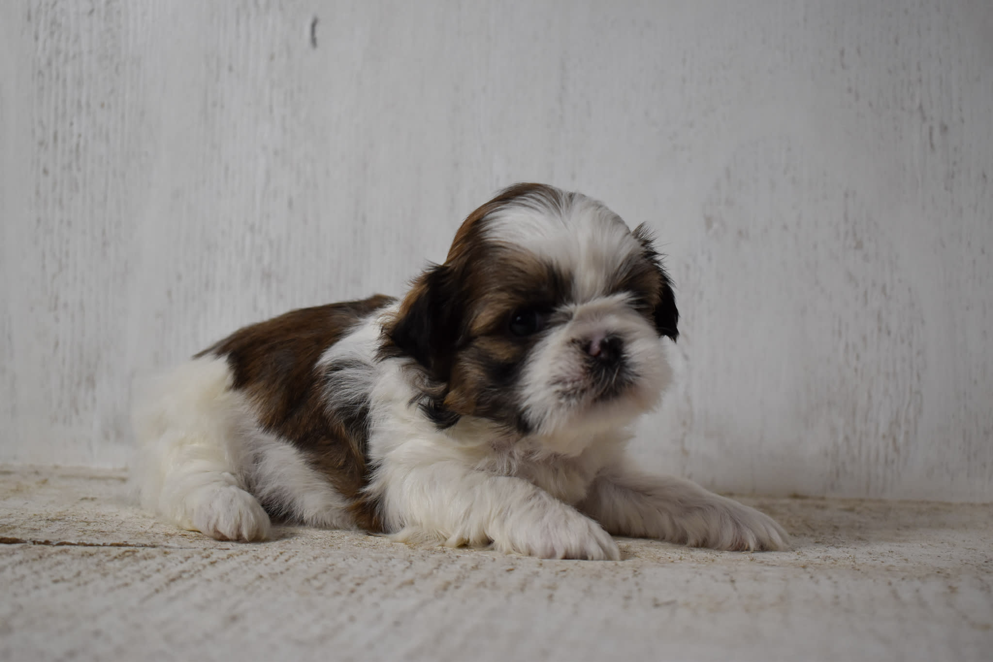 puppy