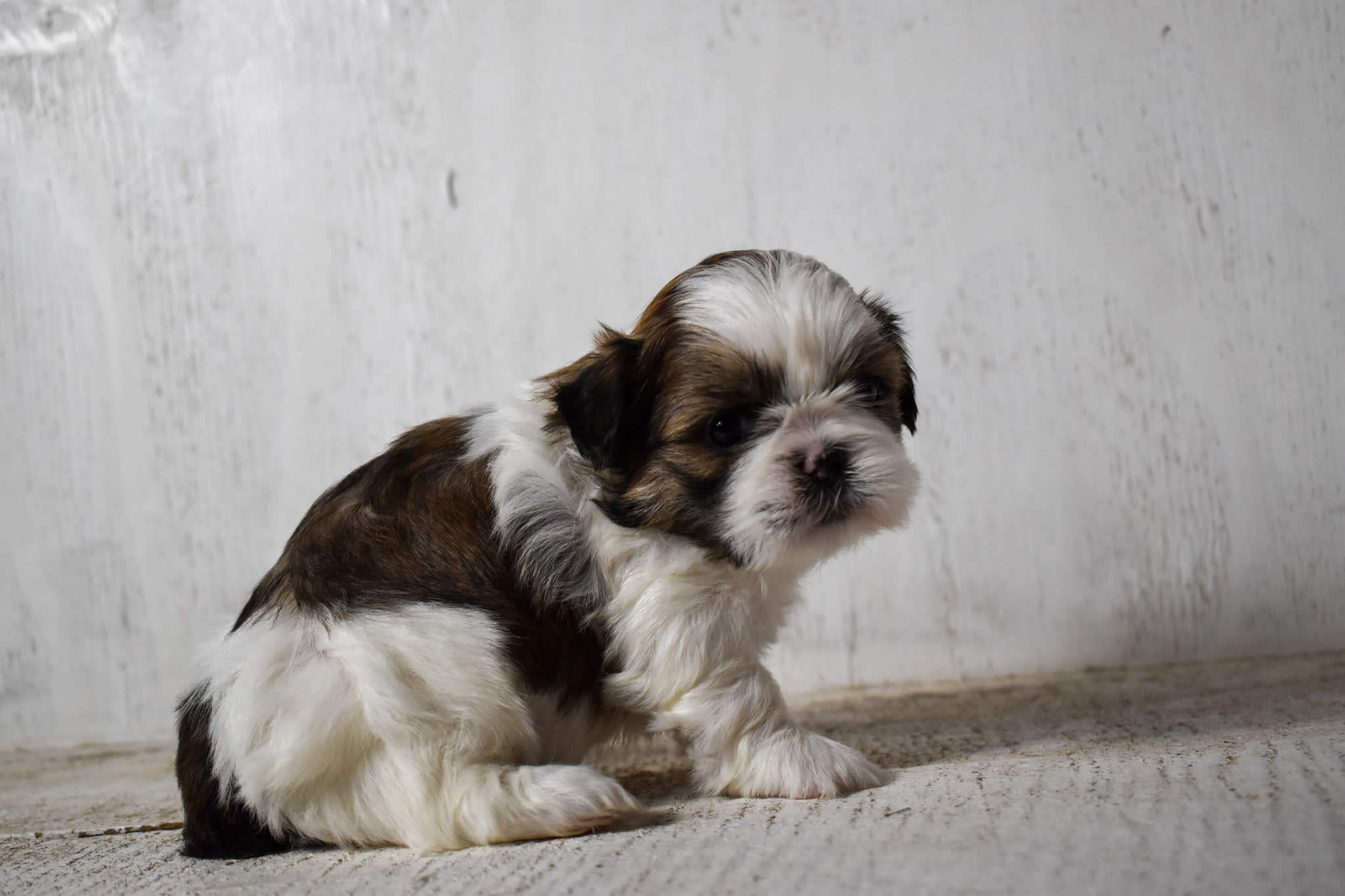 puppy