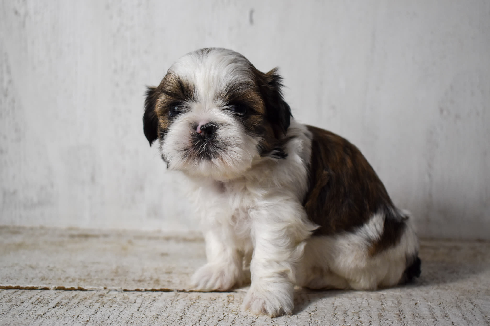 puppy