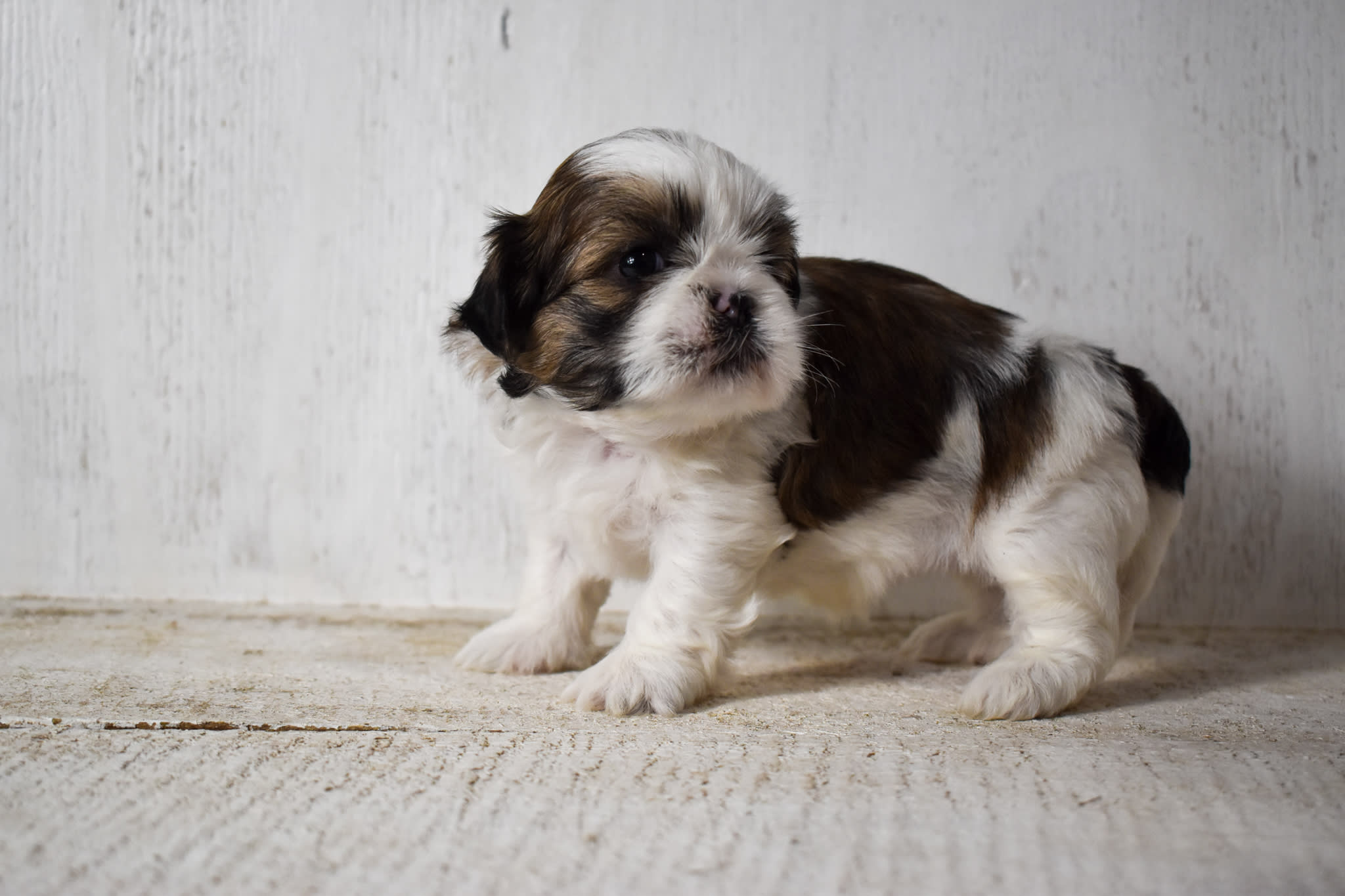 puppy