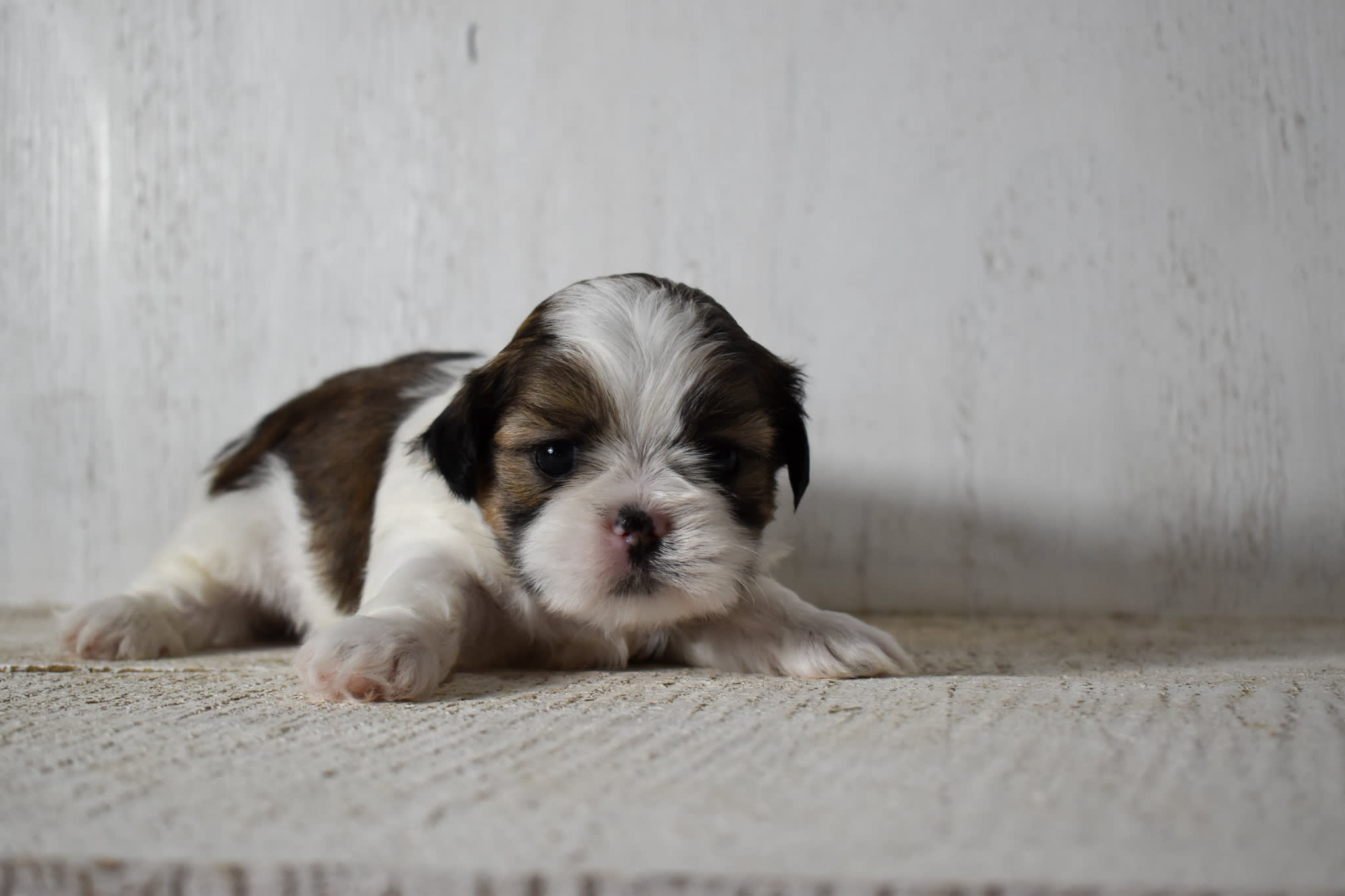 puppy