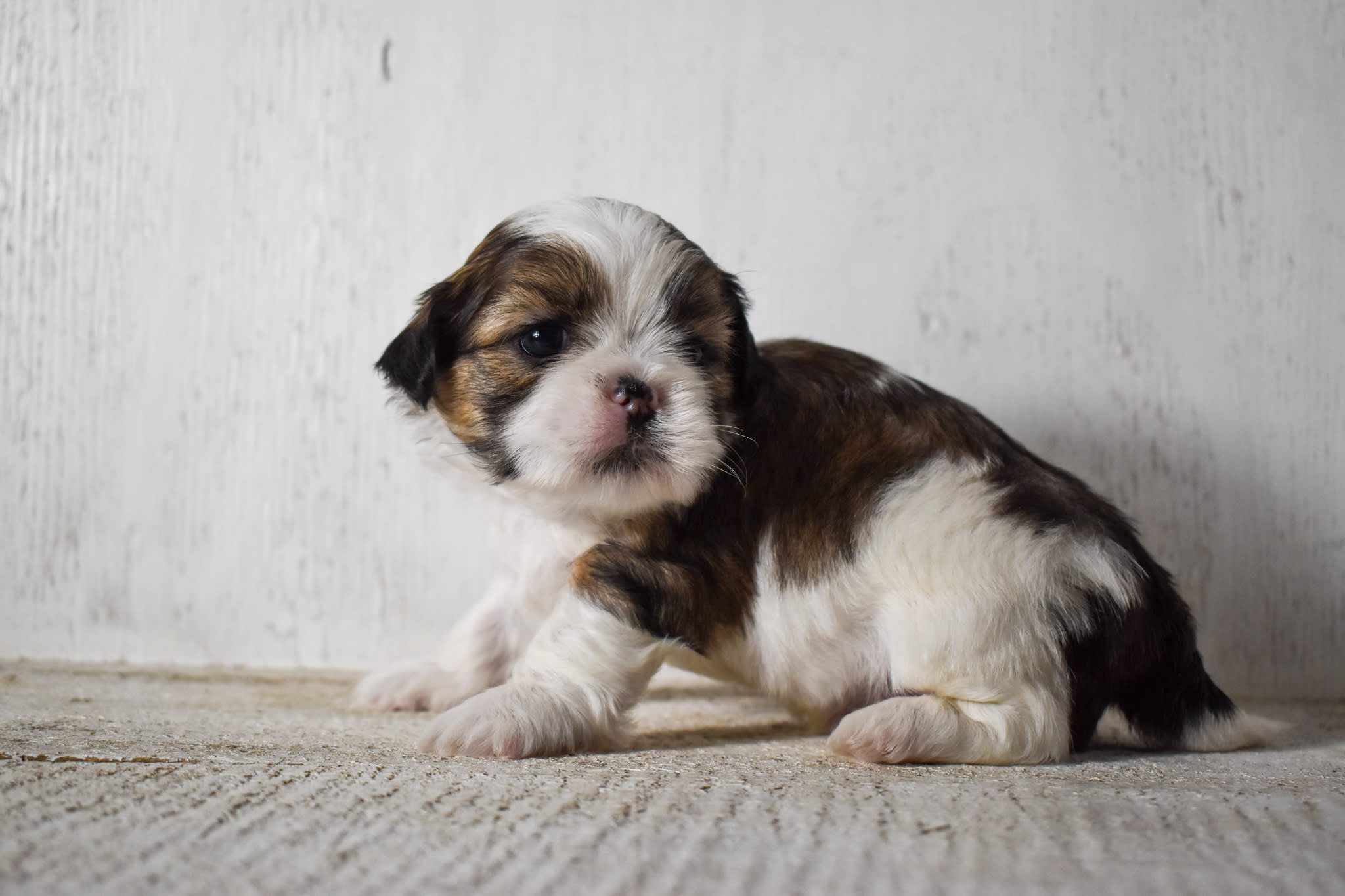 puppy