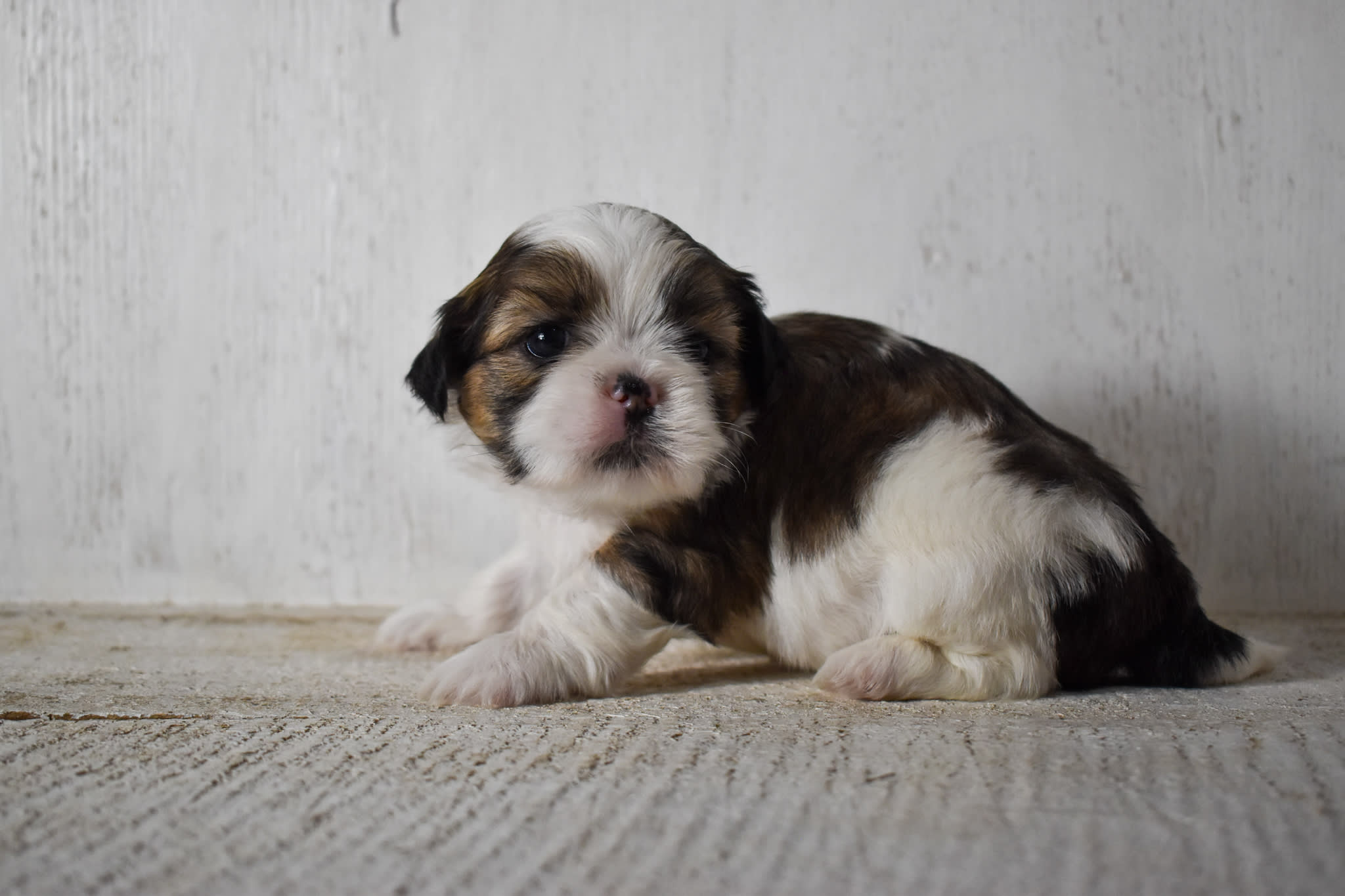 puppy