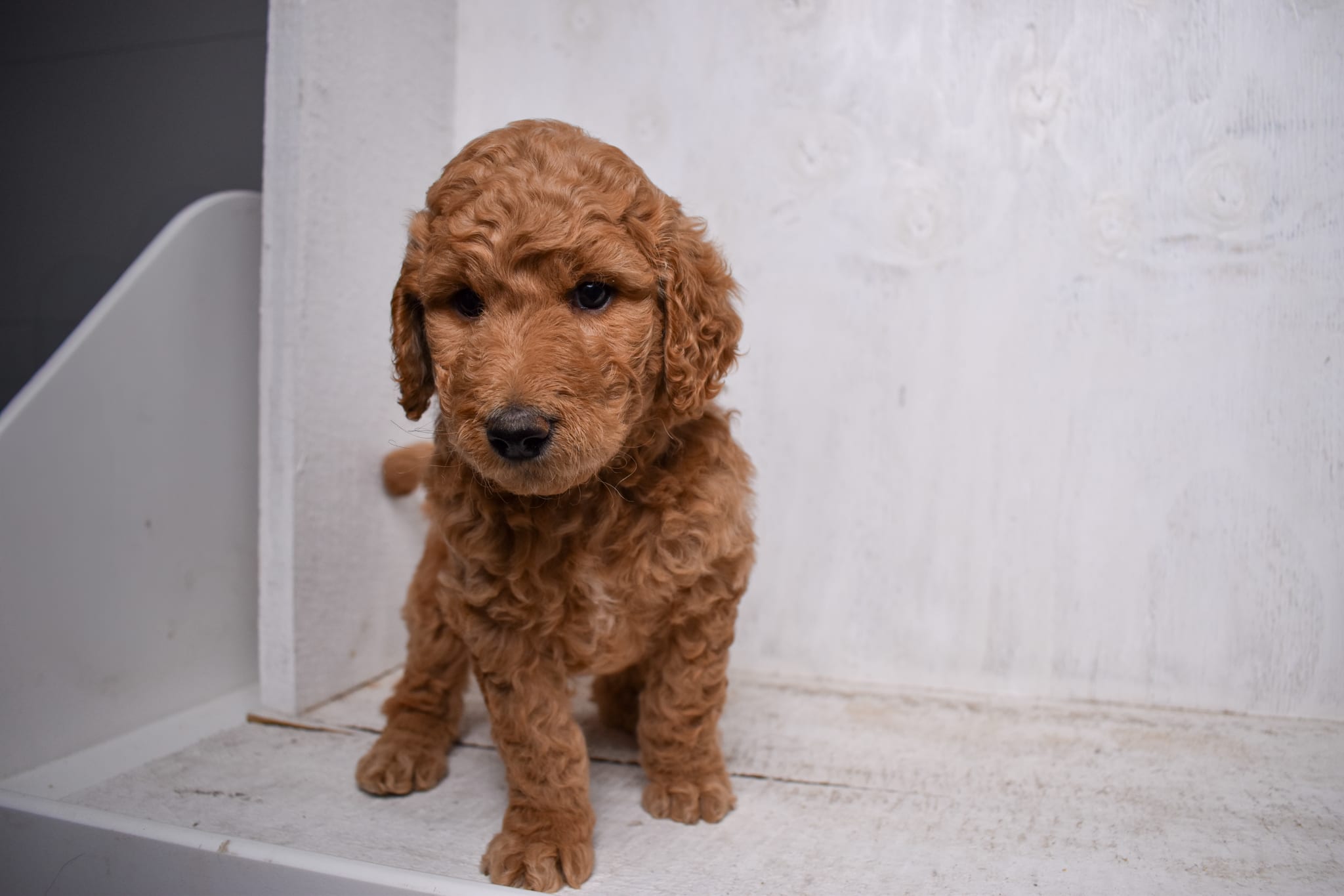 puppy