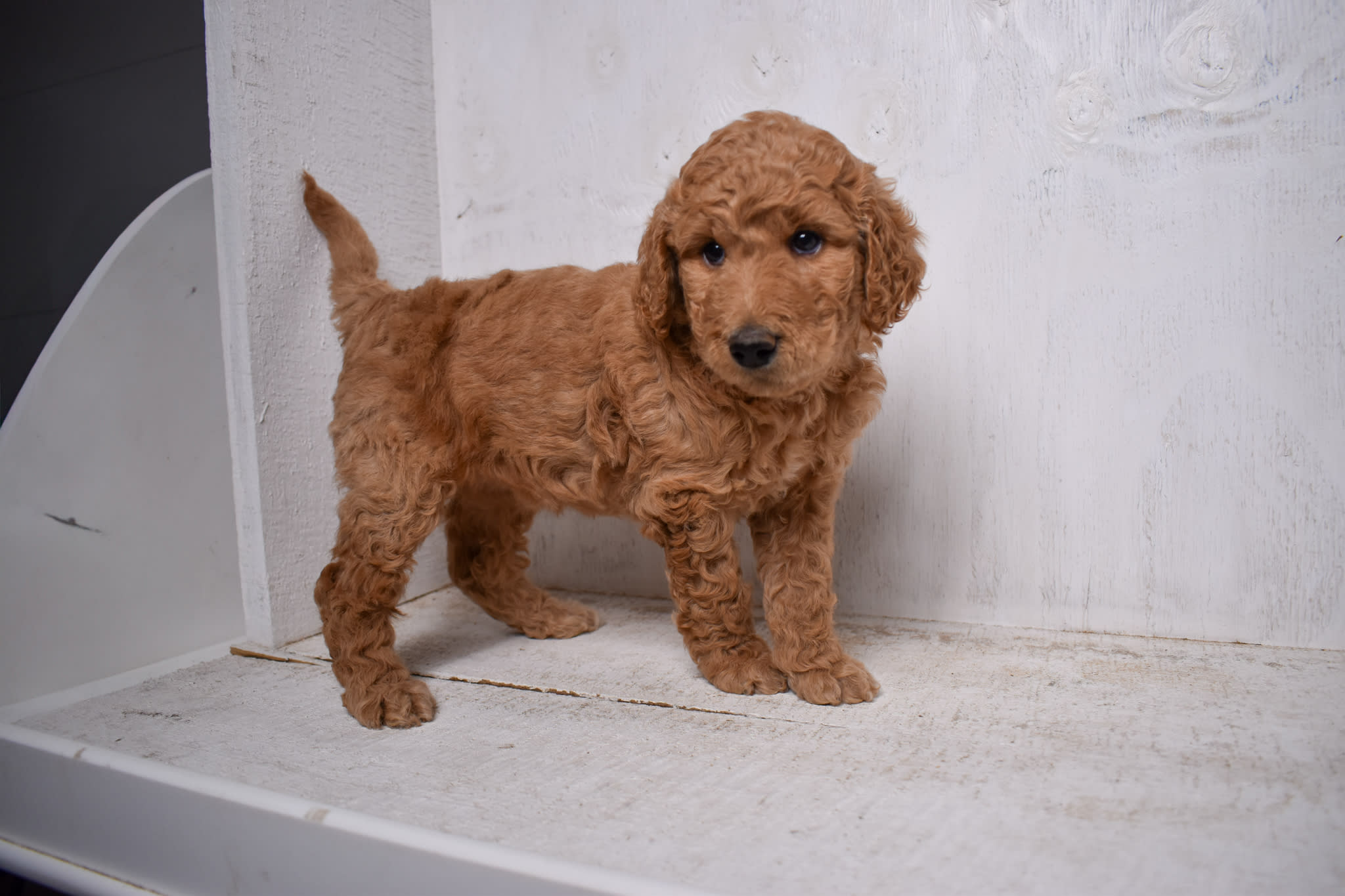puppy
