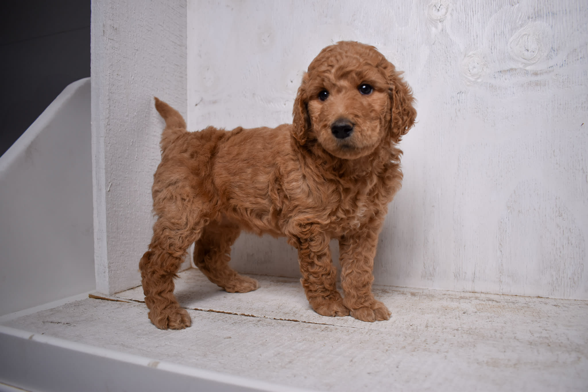 puppy