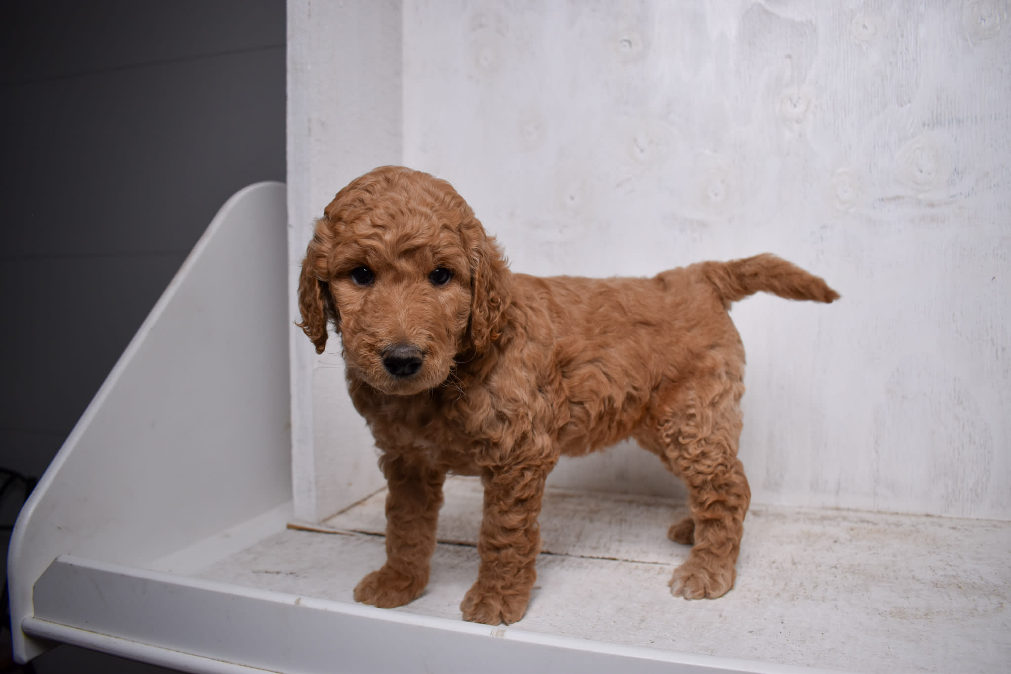 puppy