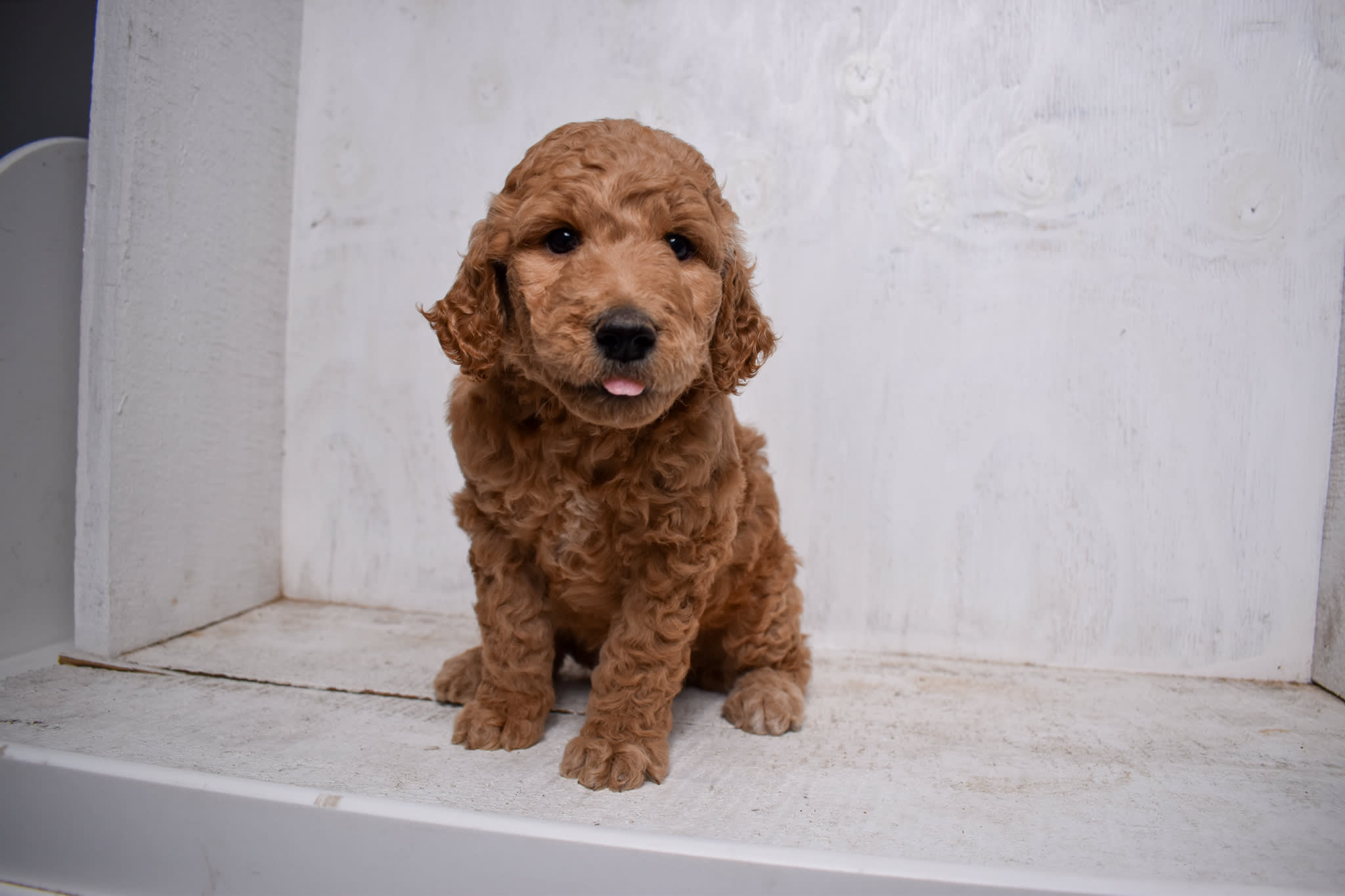 puppy