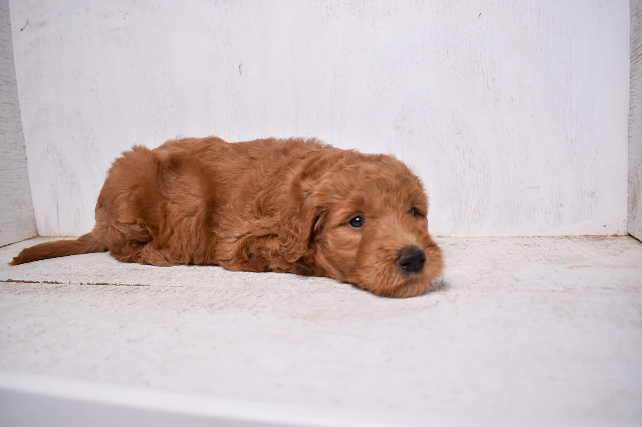 puppy