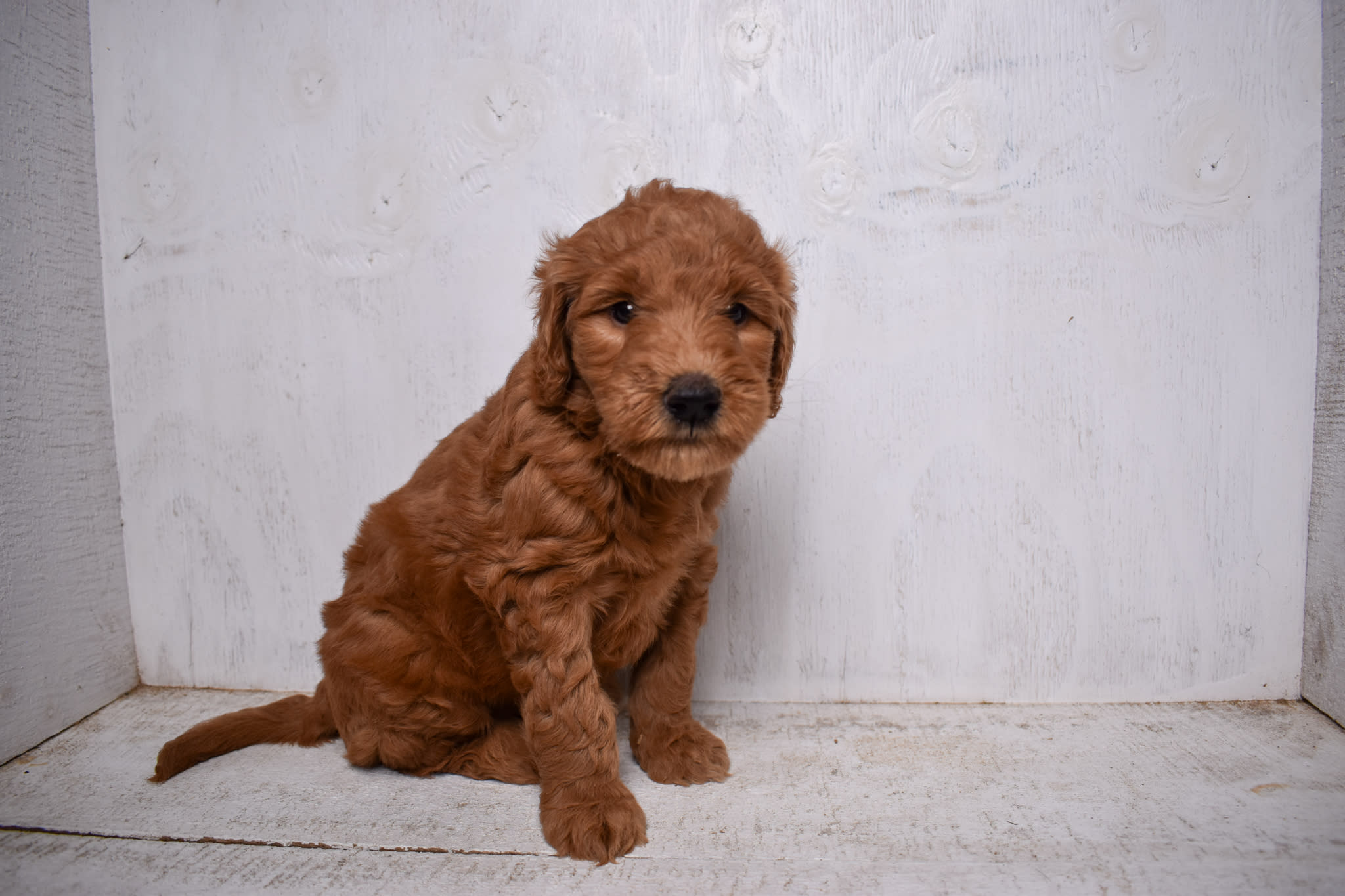 puppy