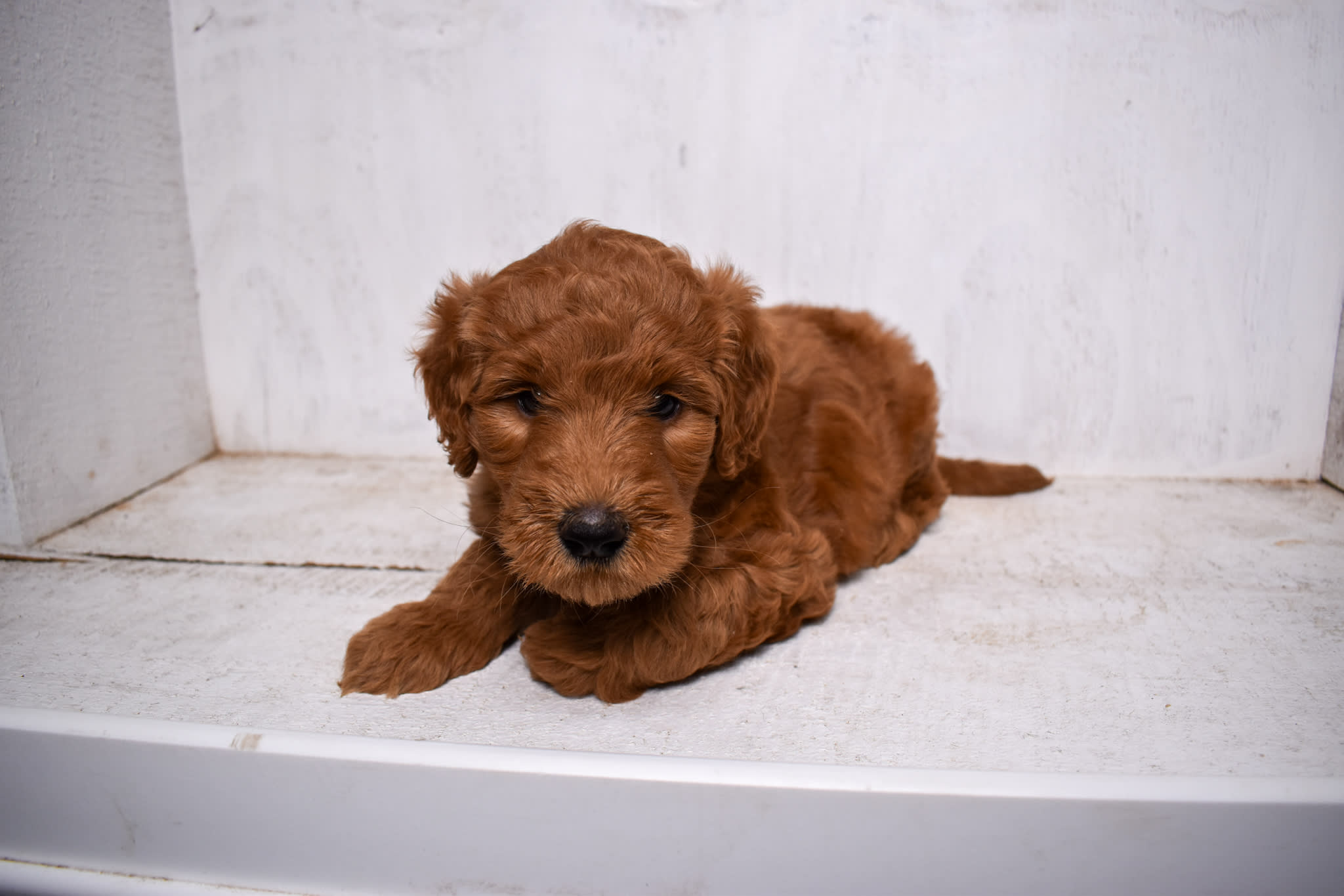 puppy