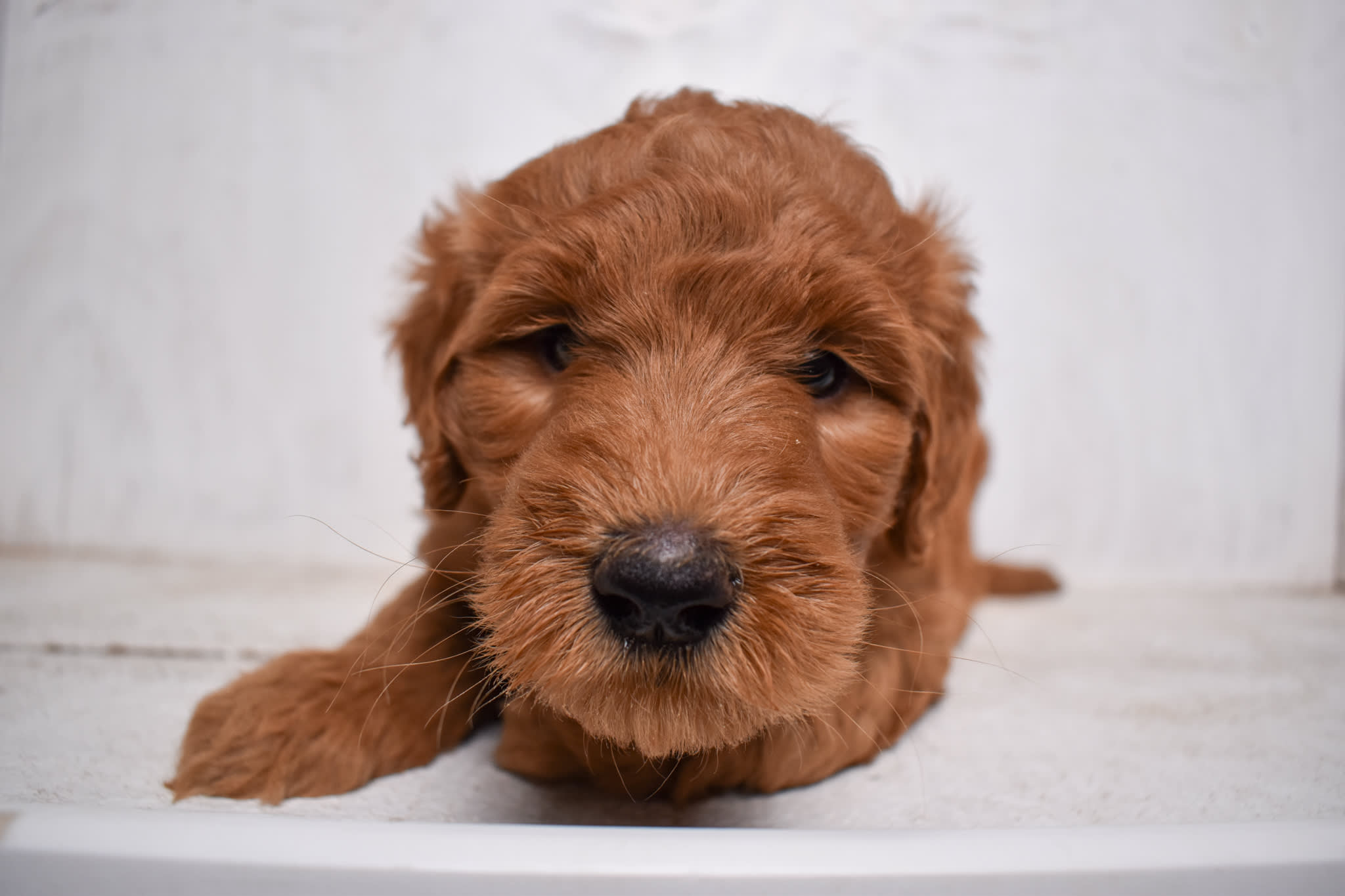 puppy