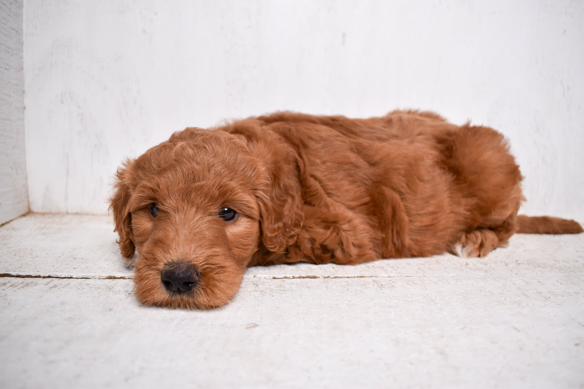 puppy