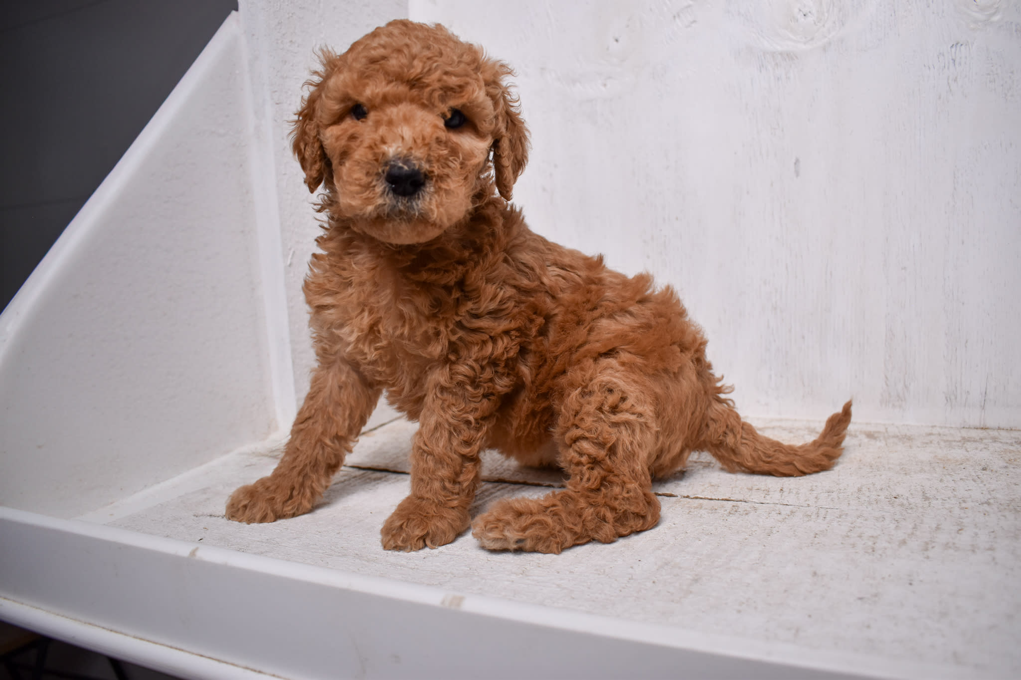 puppy