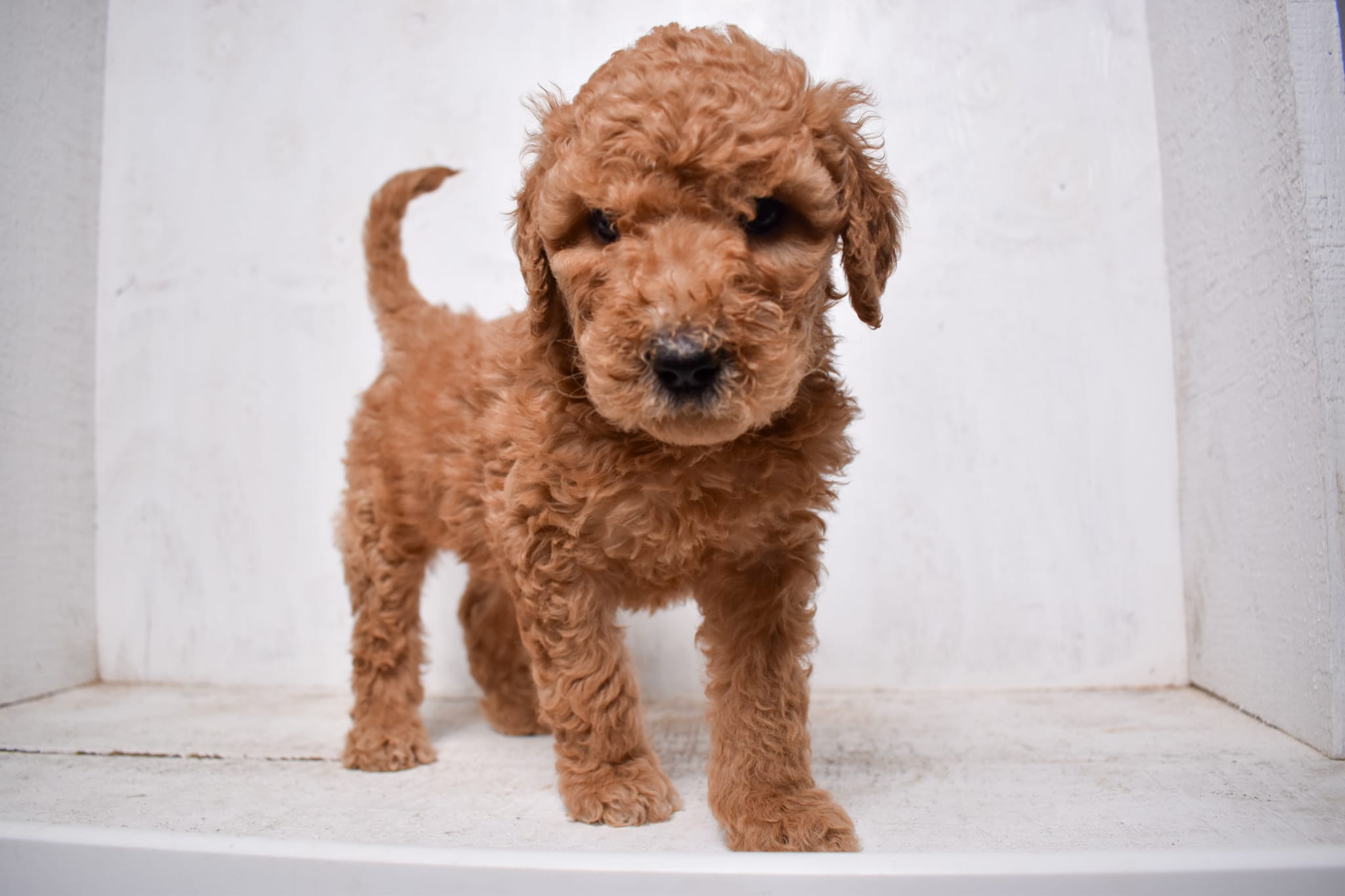 puppy