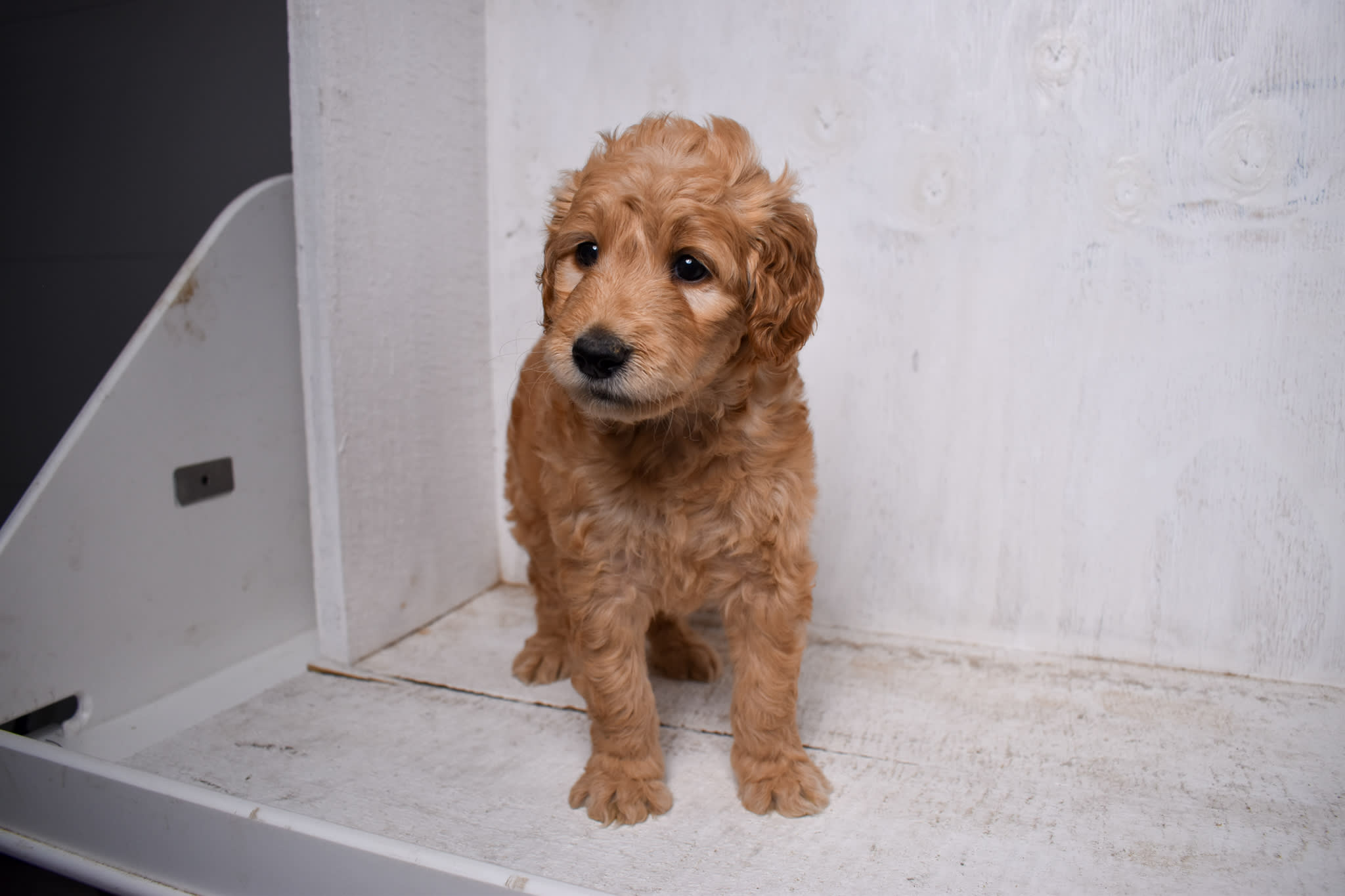 puppy