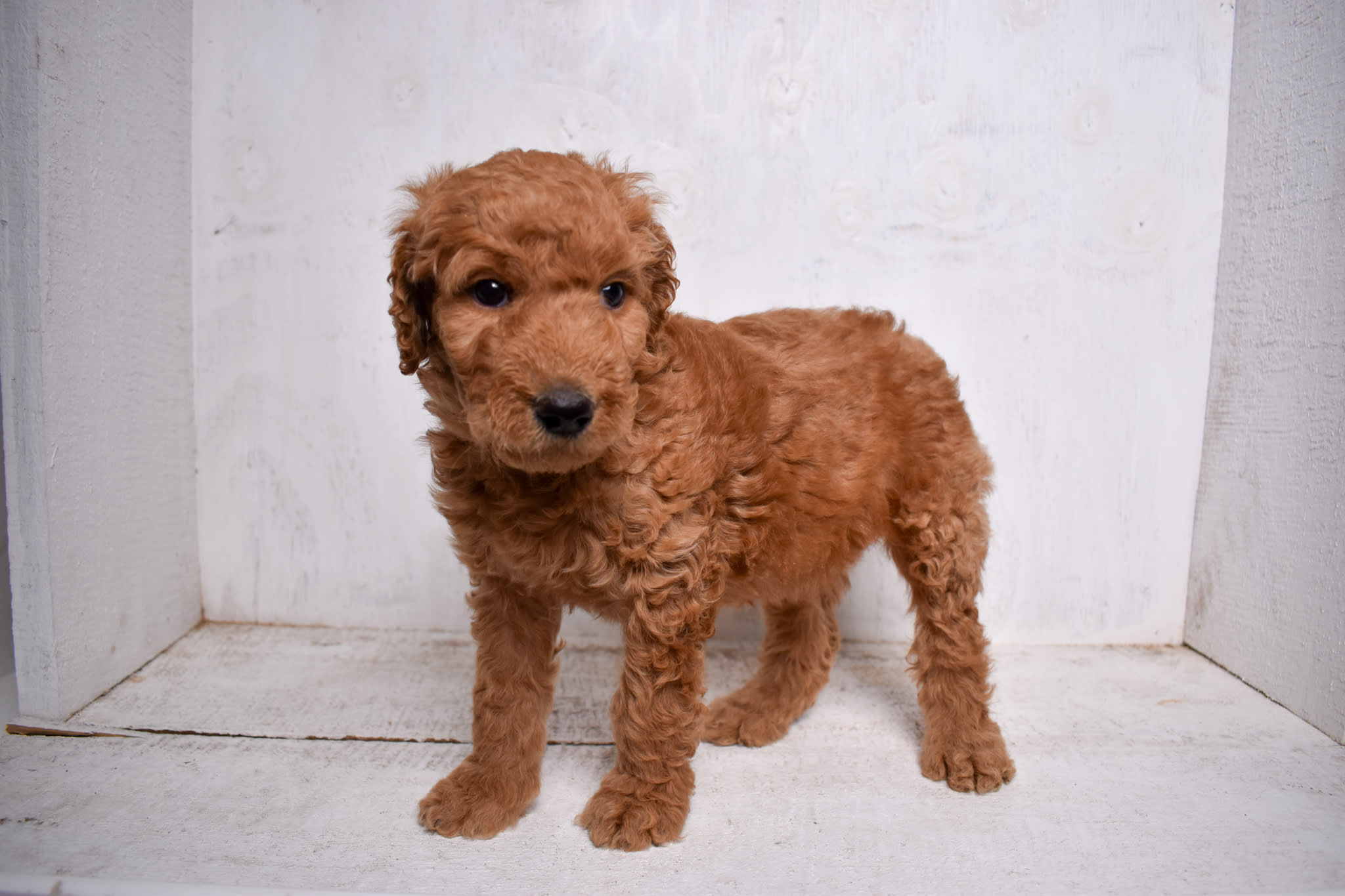 puppy