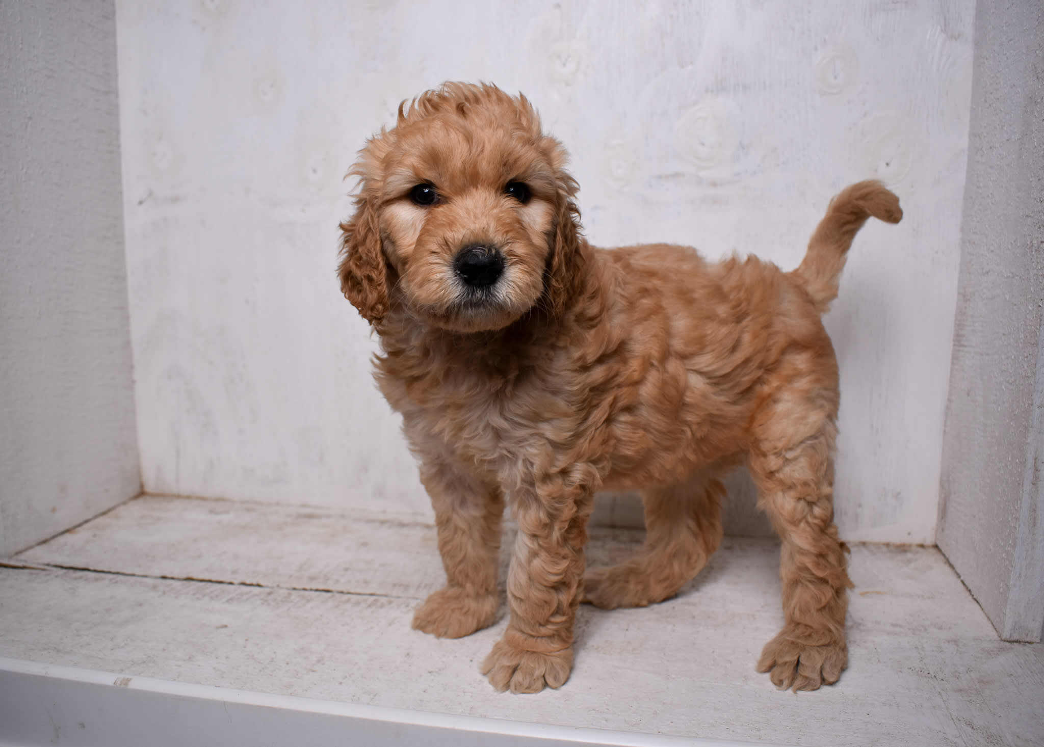 puppy