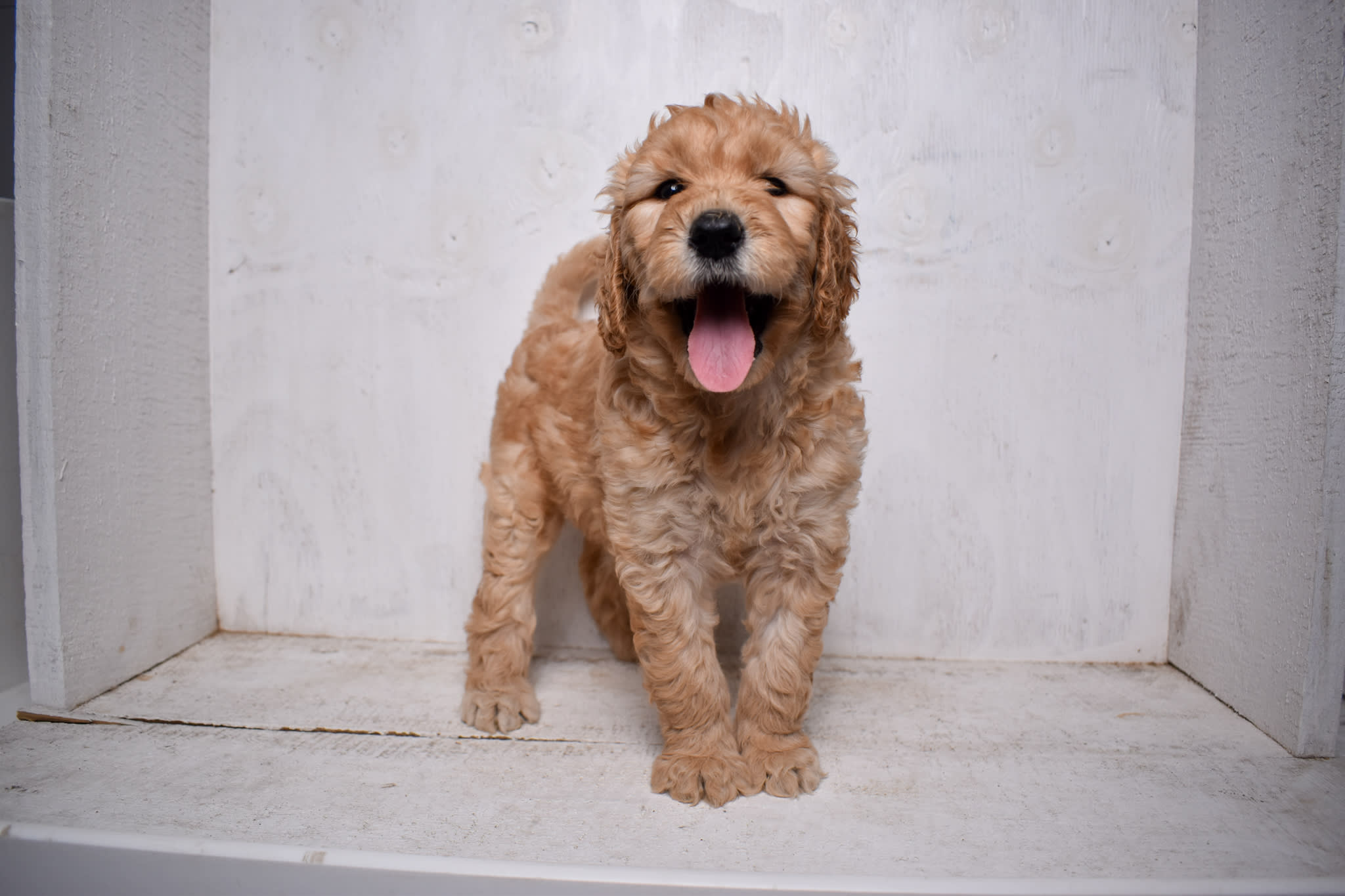 puppy