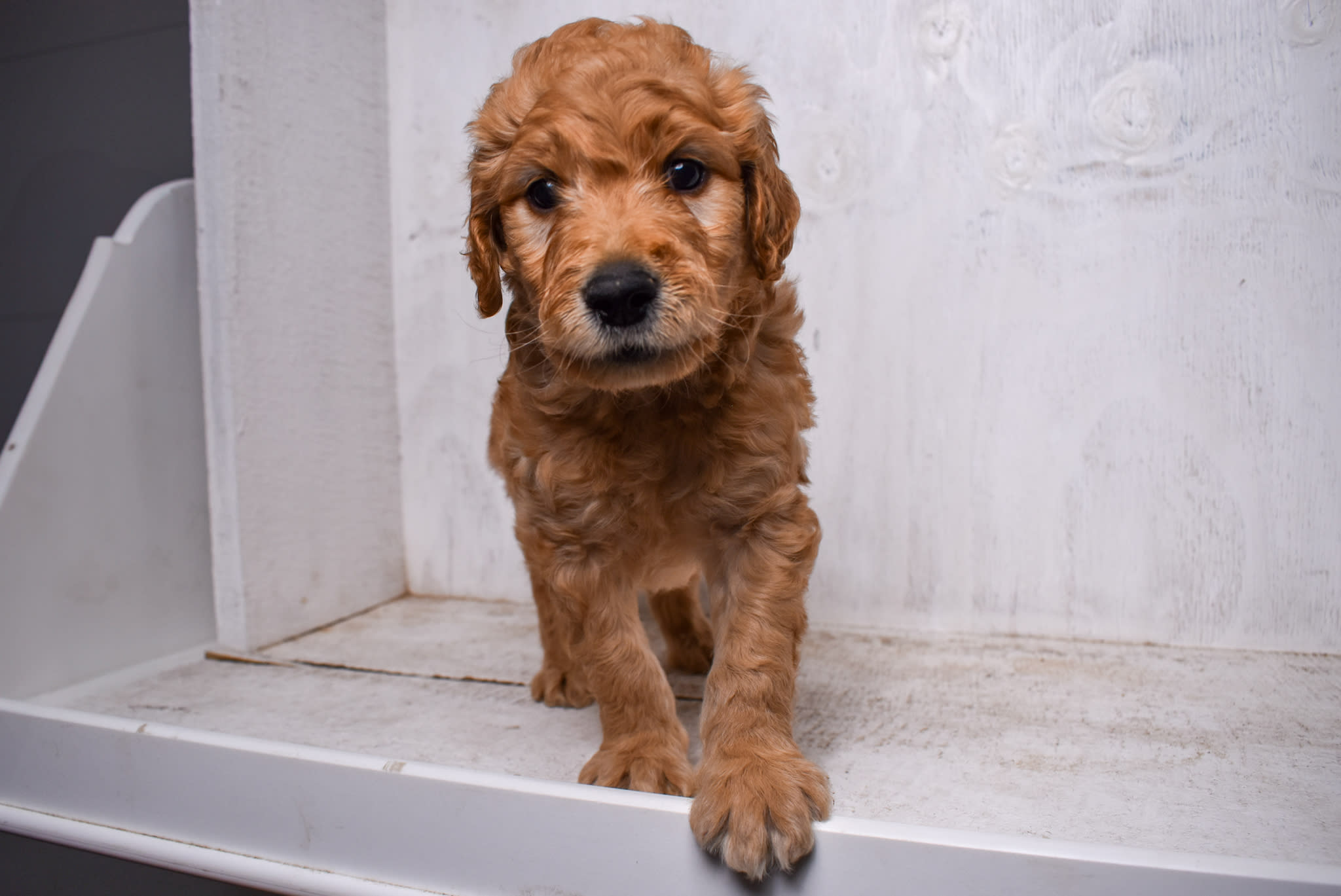 puppy