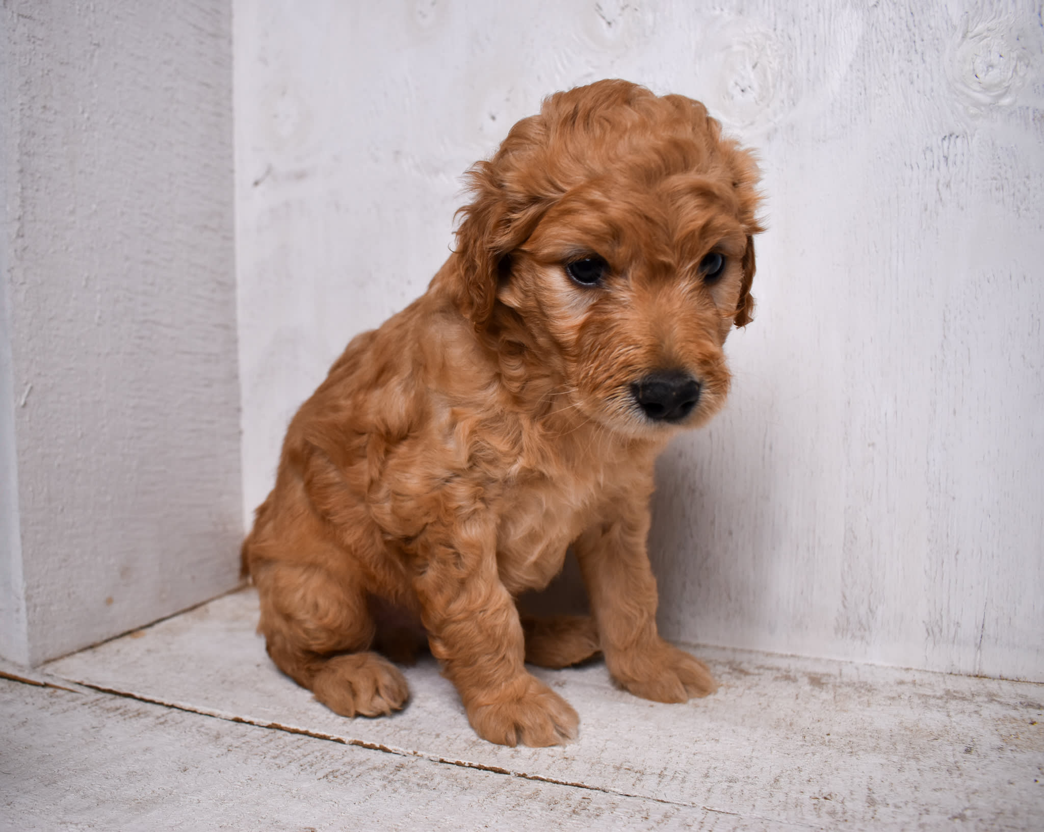 puppy