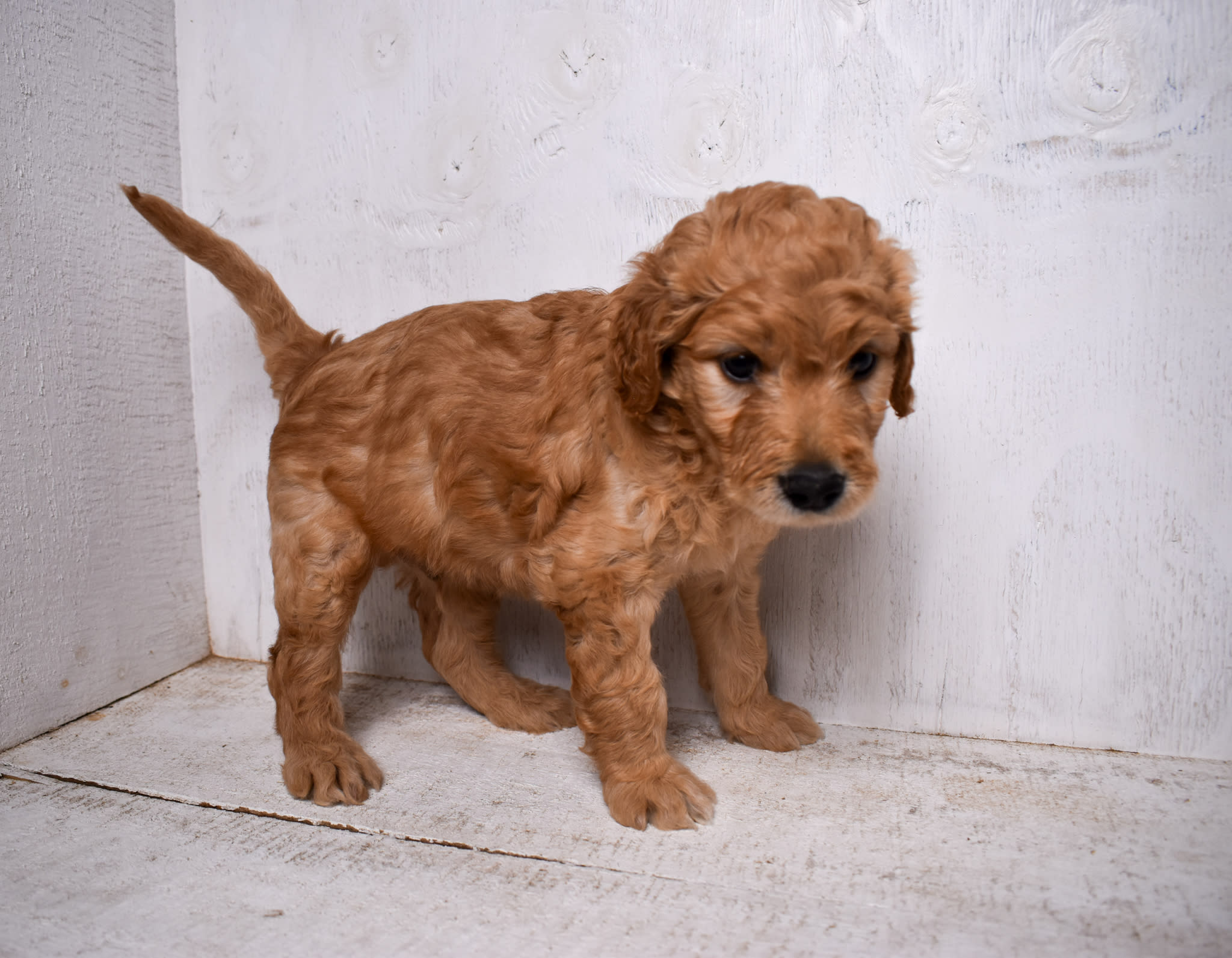 puppy