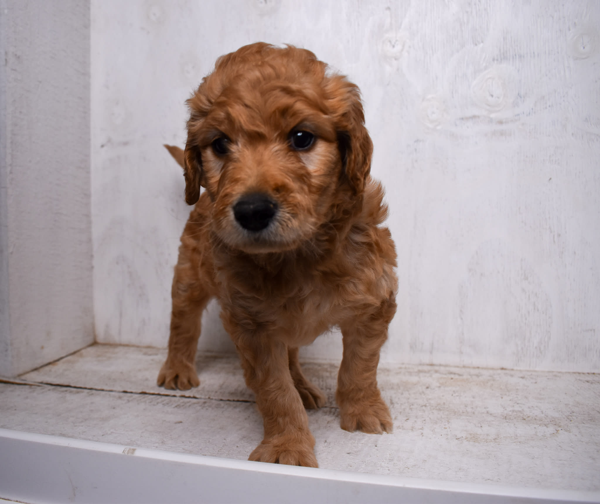 puppy