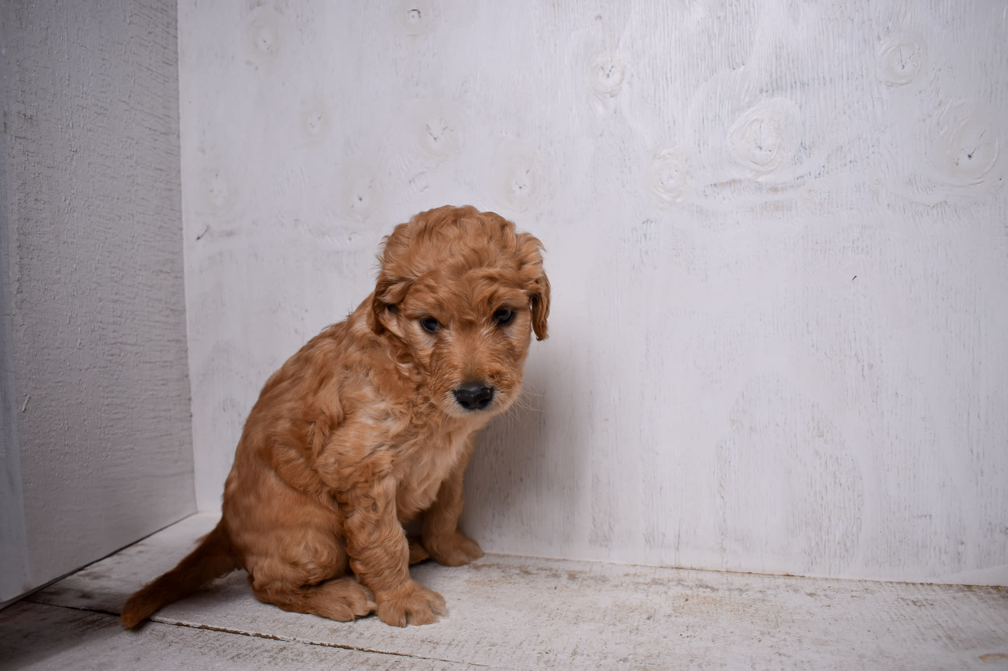 puppy
